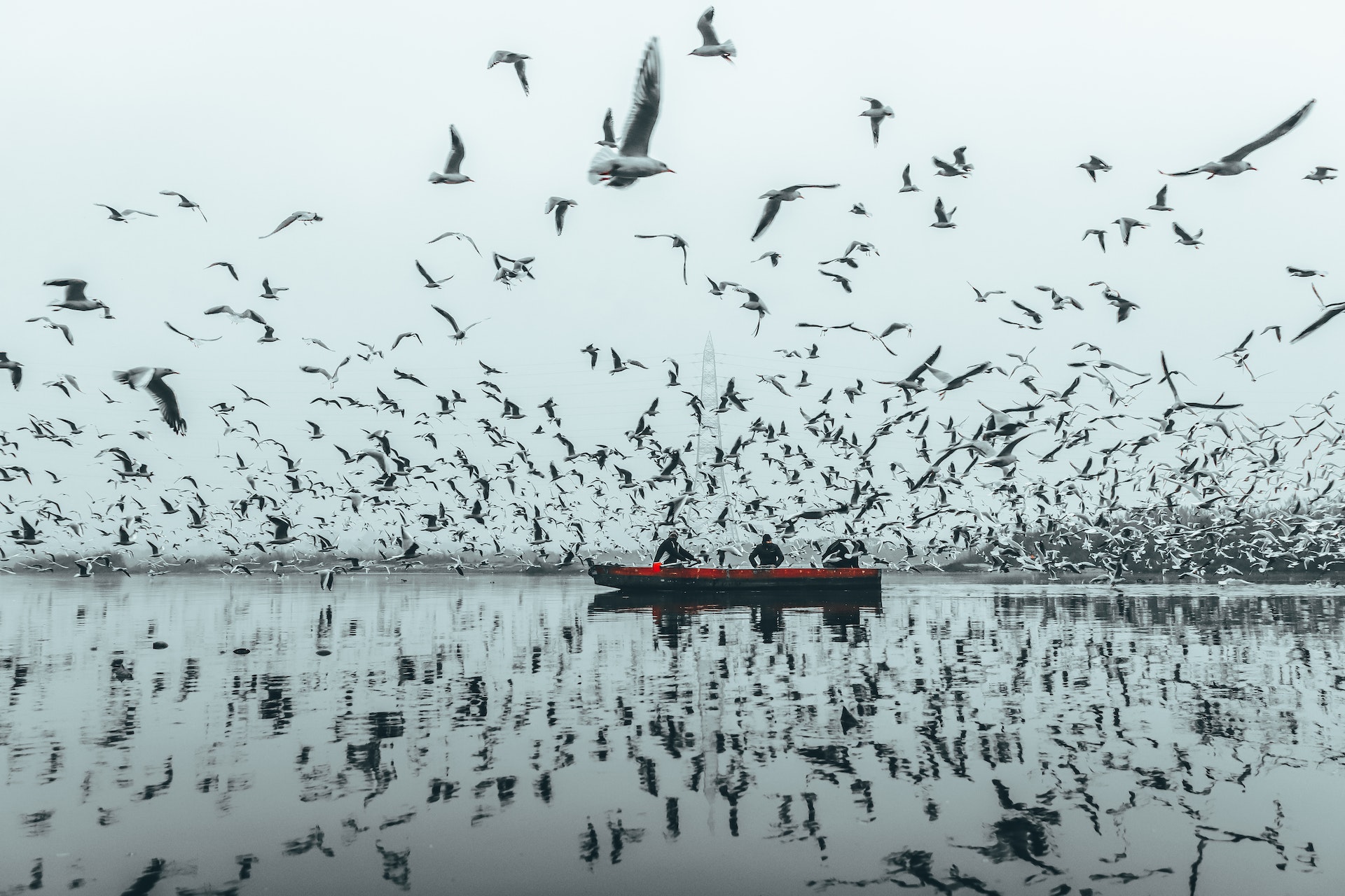 Heroes of the Bird World