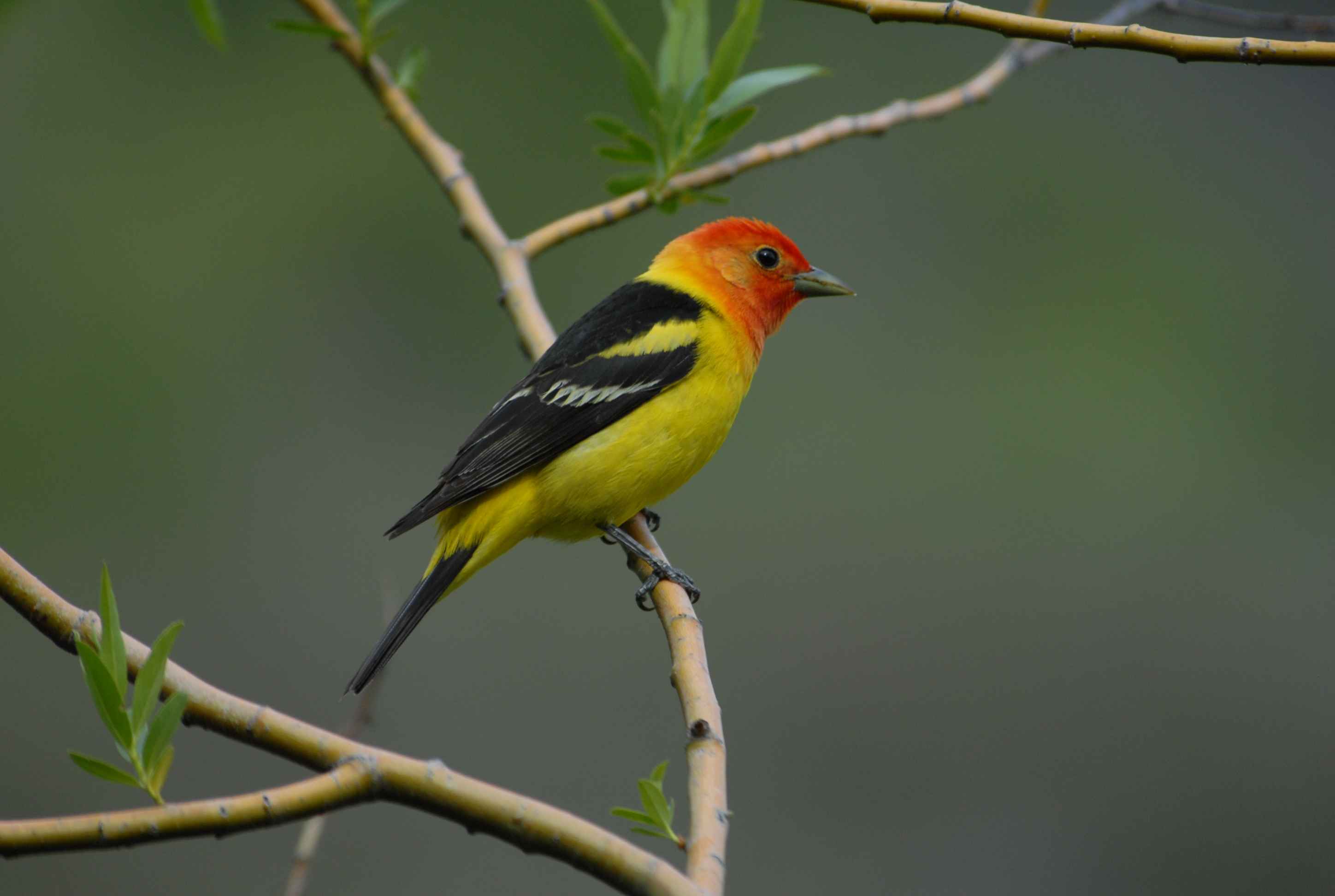 Vagrants of the Bird World