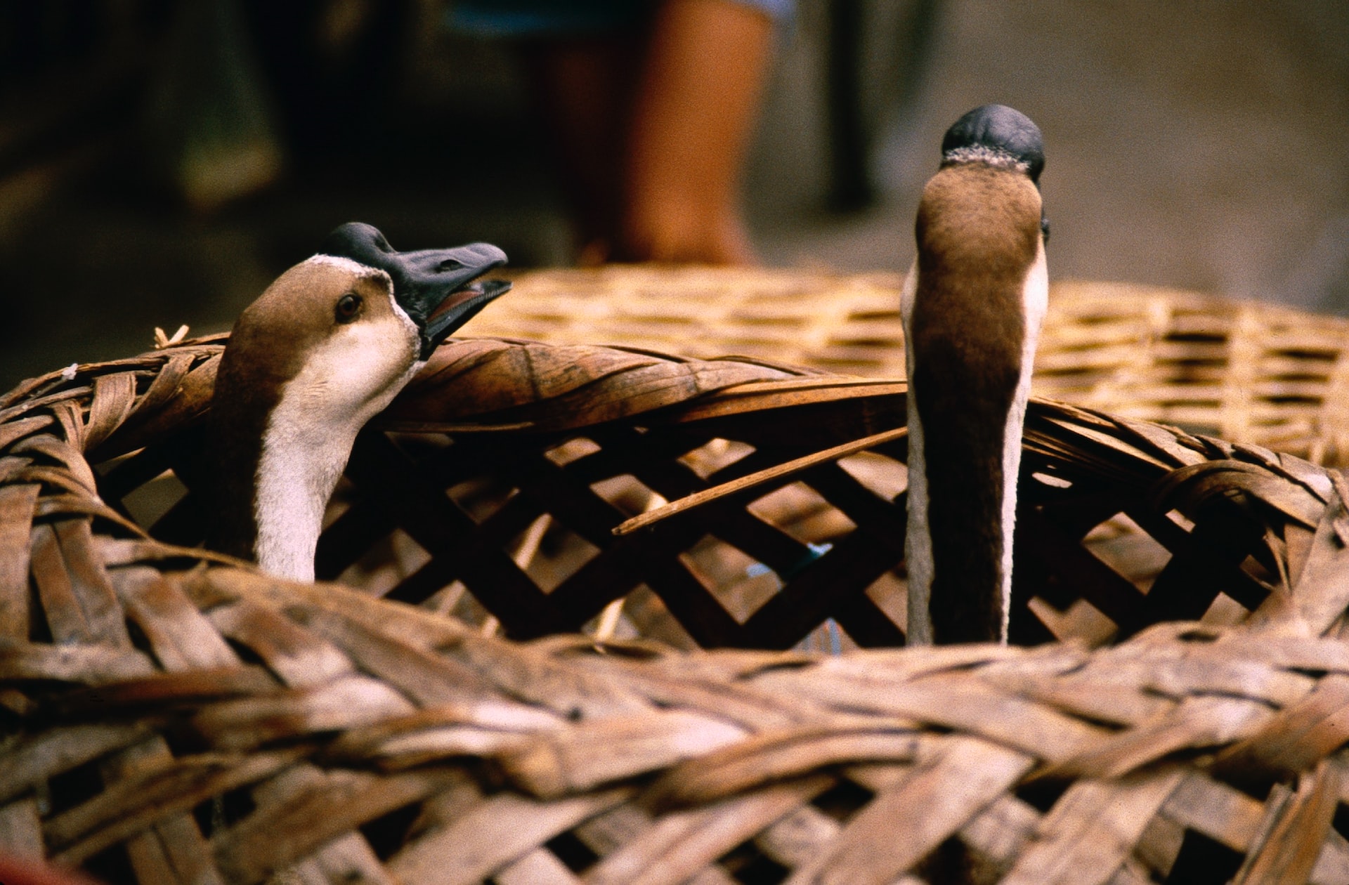 Wild Birds on the Black Market
