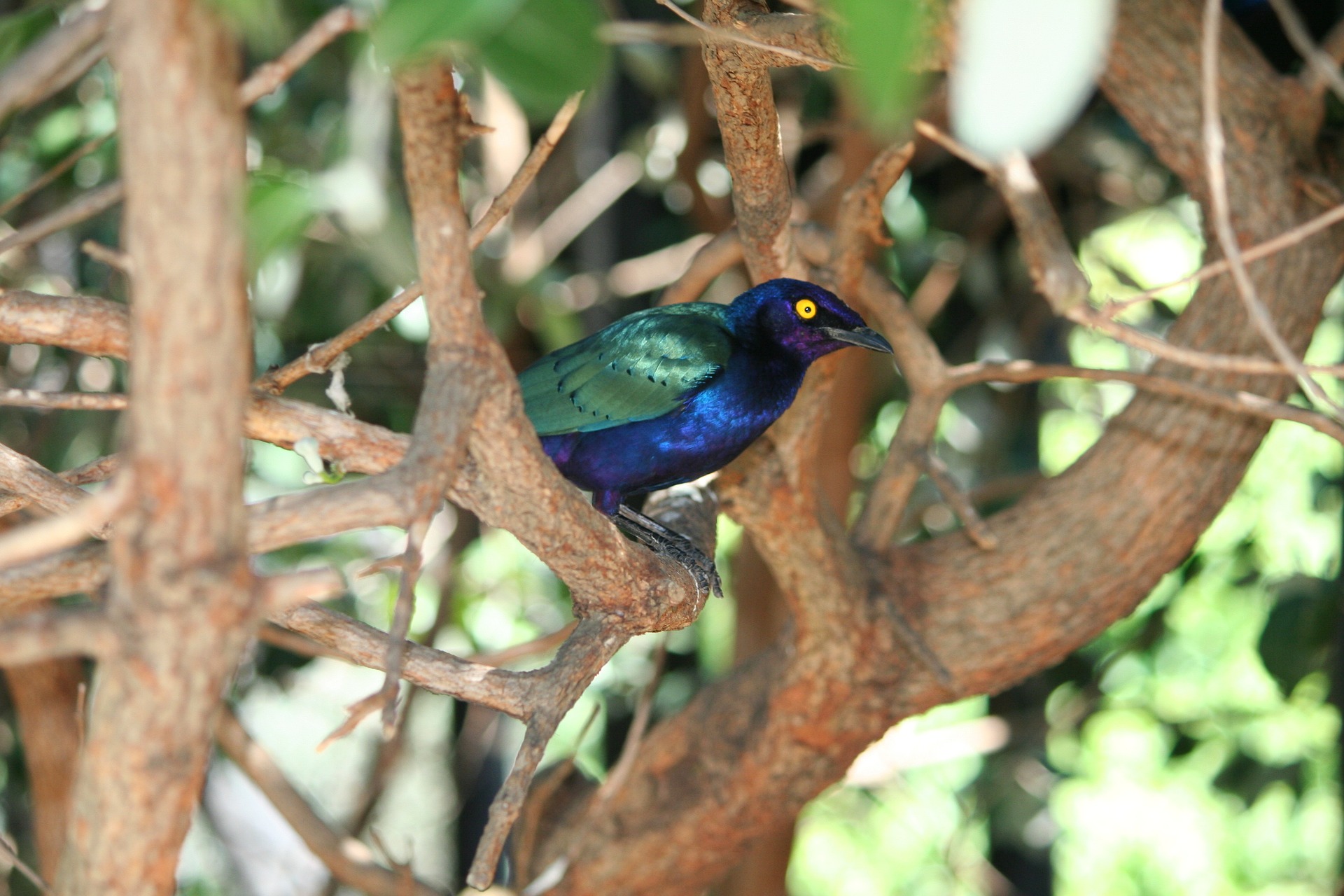 Birds of Paradise
