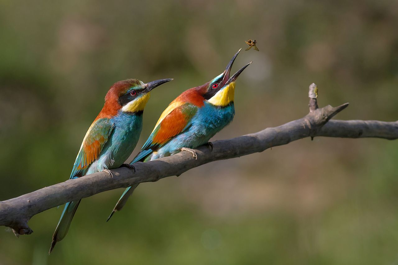 Bug Diet: All About Birds That Indulge in Insects 