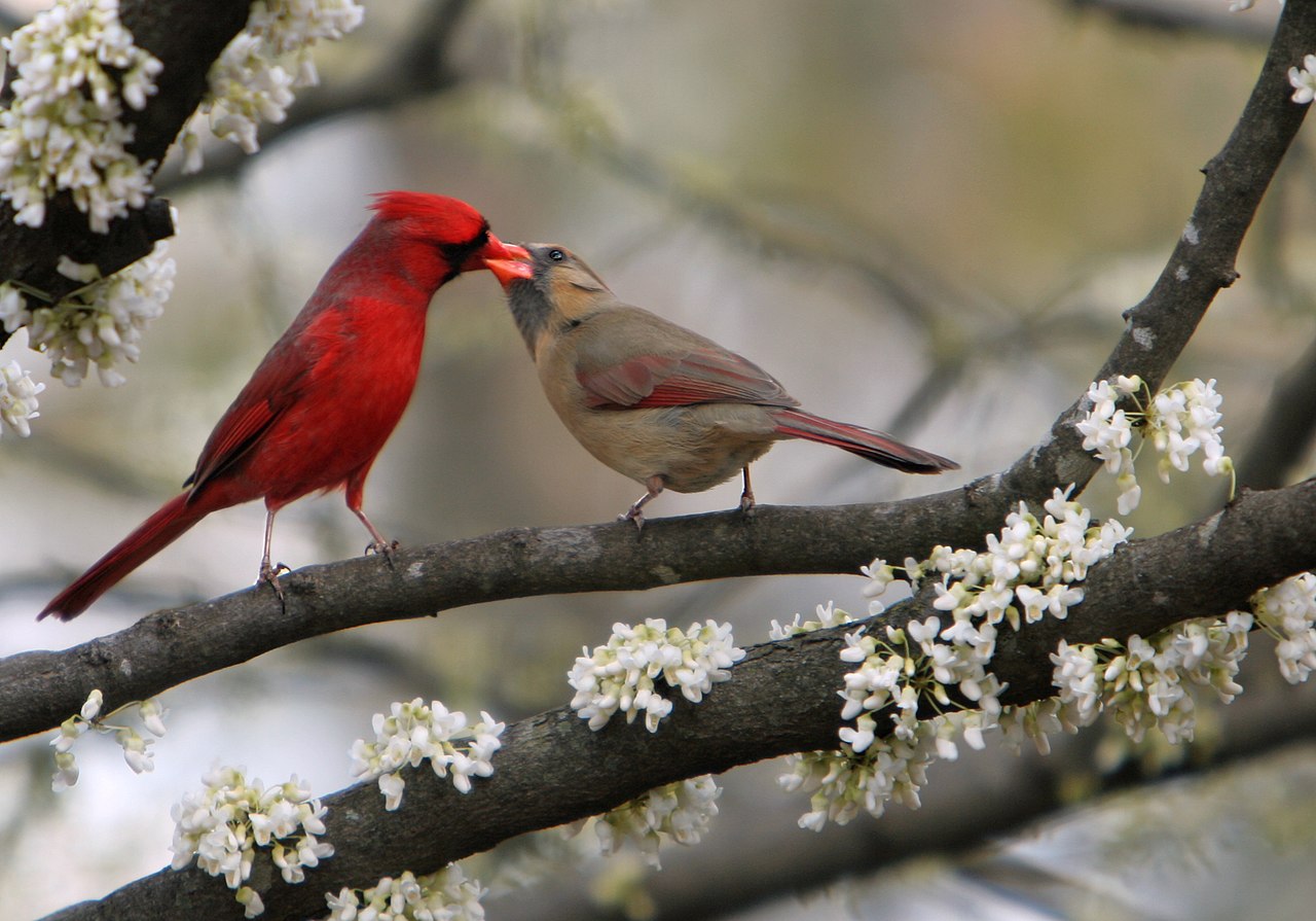 On the Wings of Love