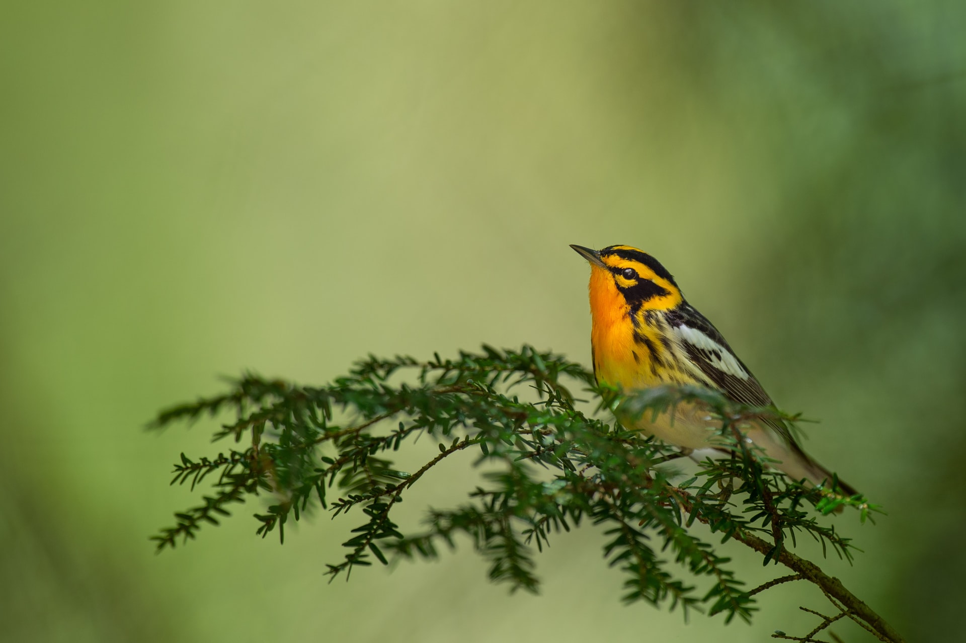 Birds in the Family Tree