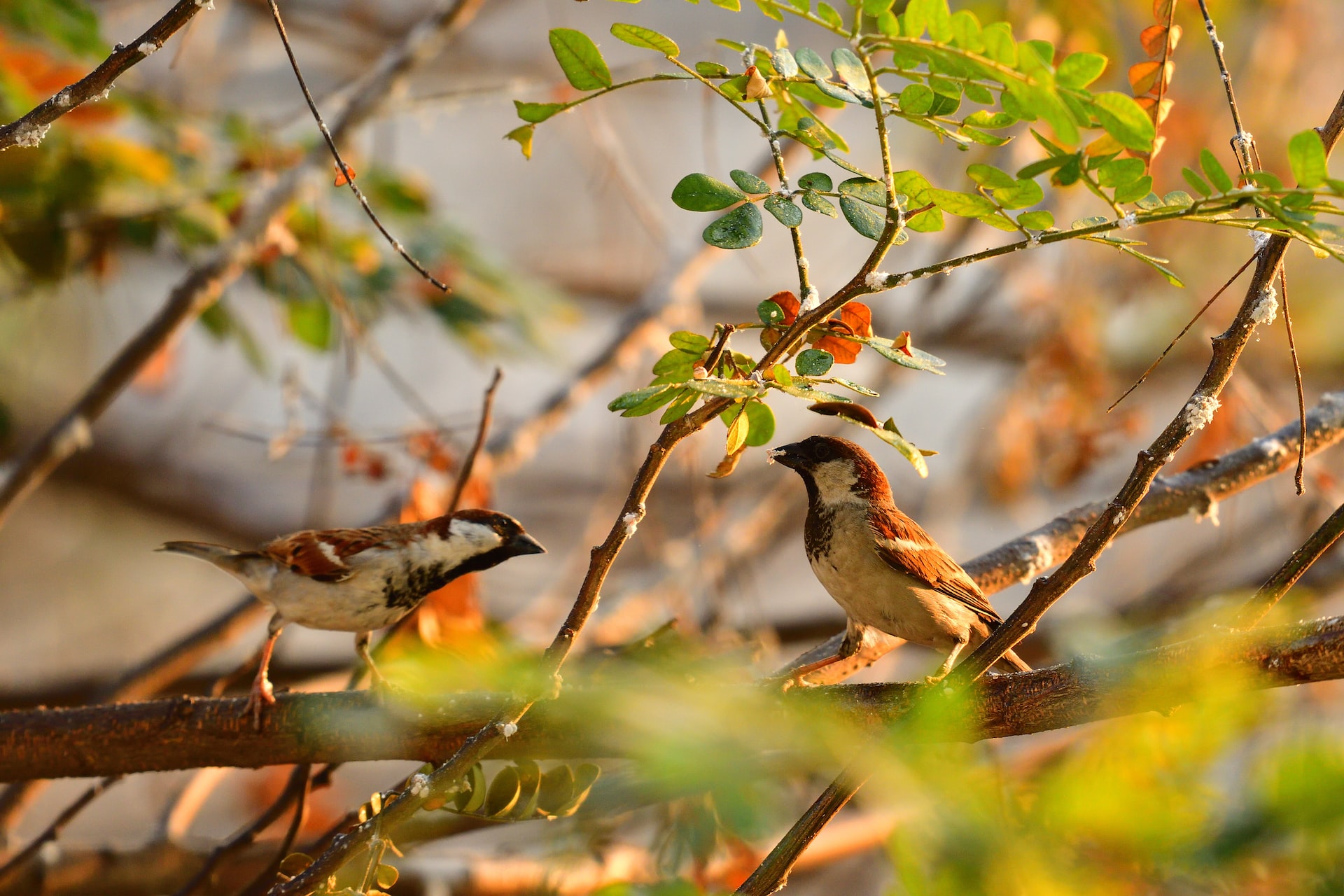6 Reasons Why Birds Are Not Mammals
