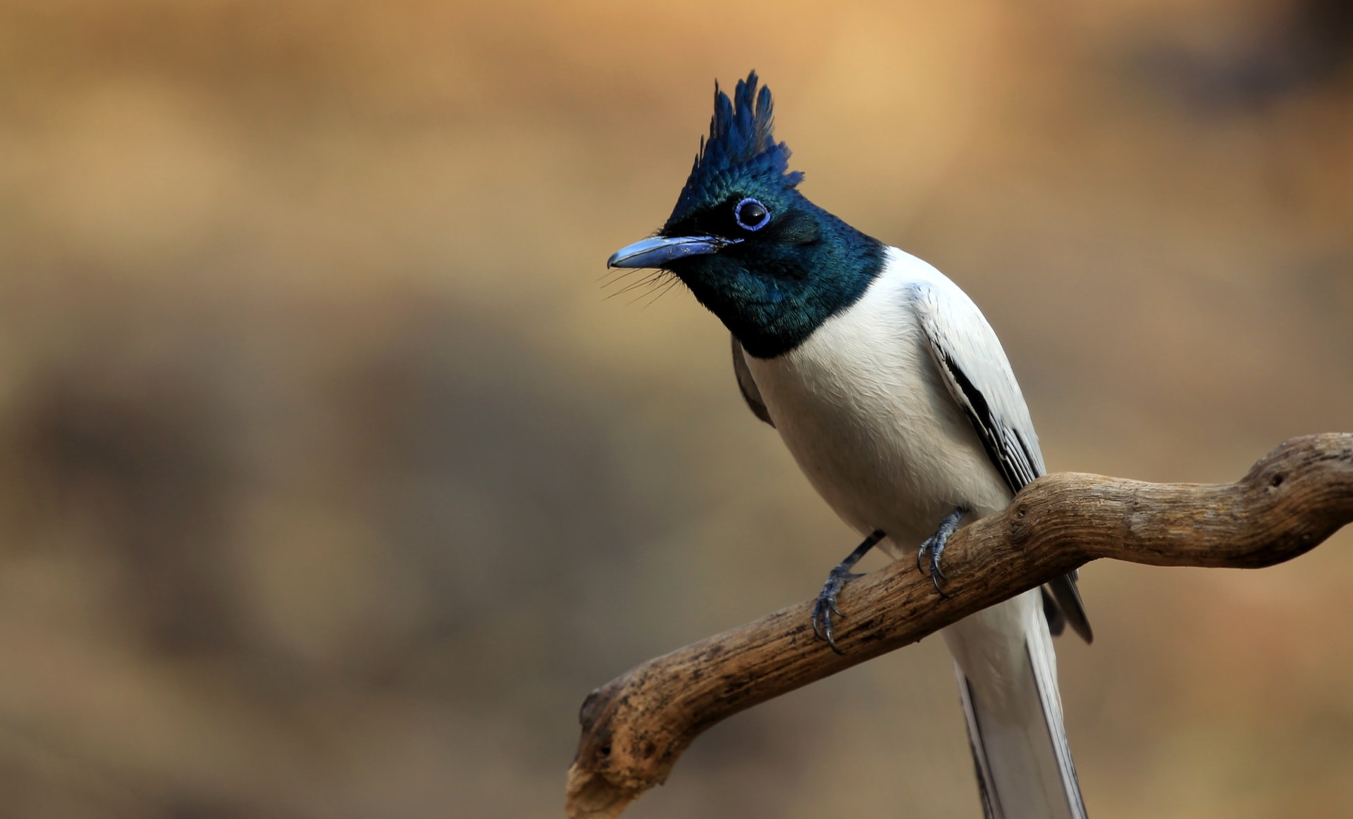 The World of Hybrid Birds