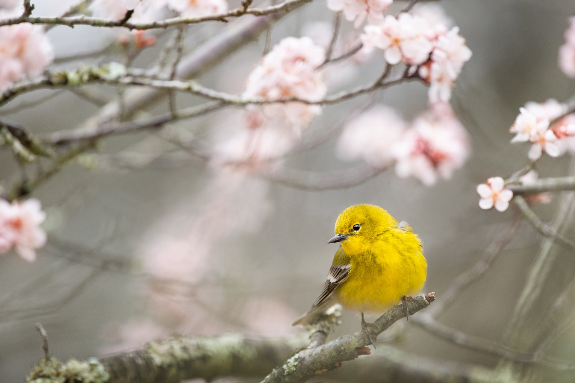 A Little Bird Told Me – Bird Phrases And Their Origins