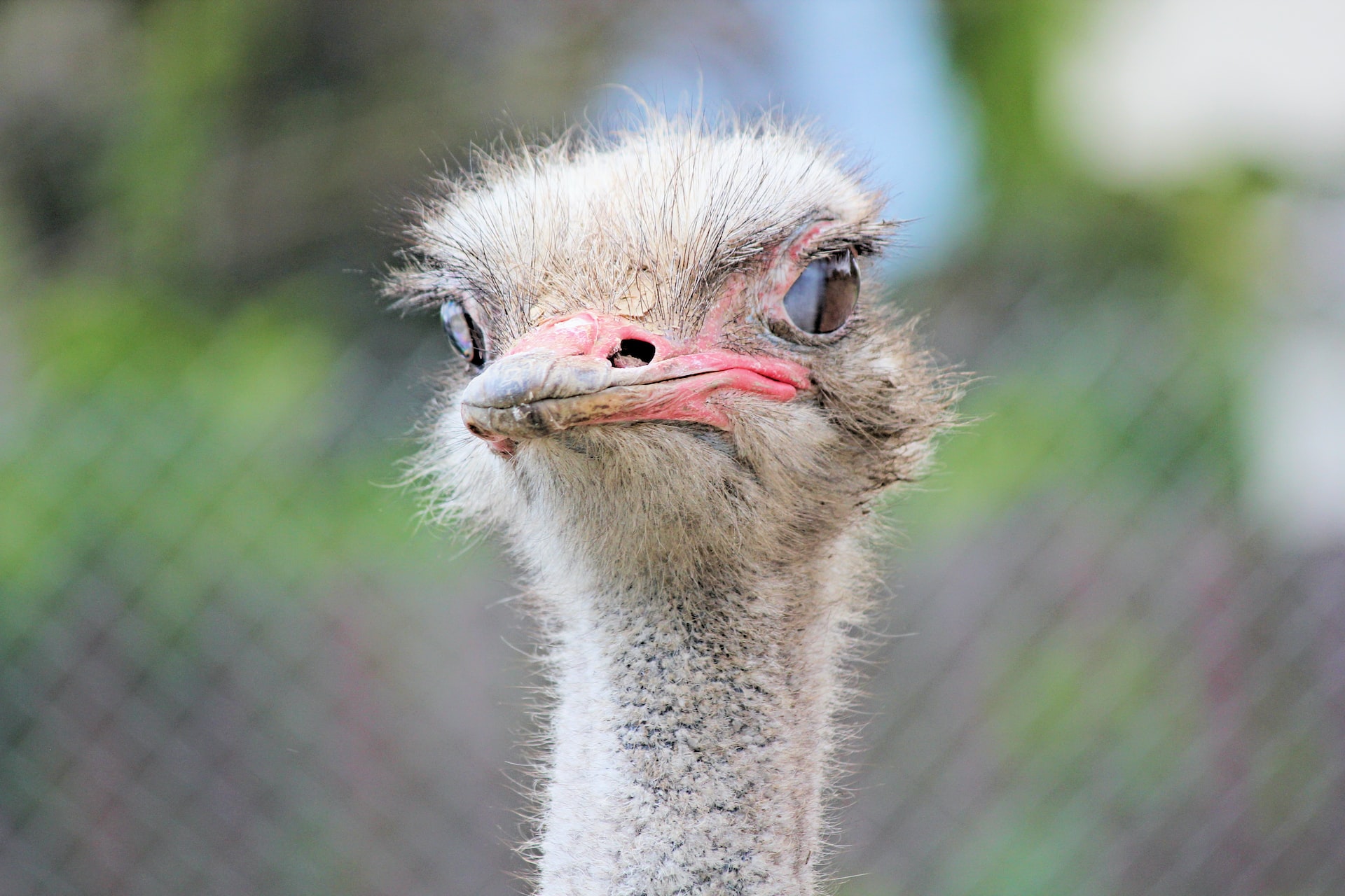 Flightless Birds – How Many Still Exist Today?