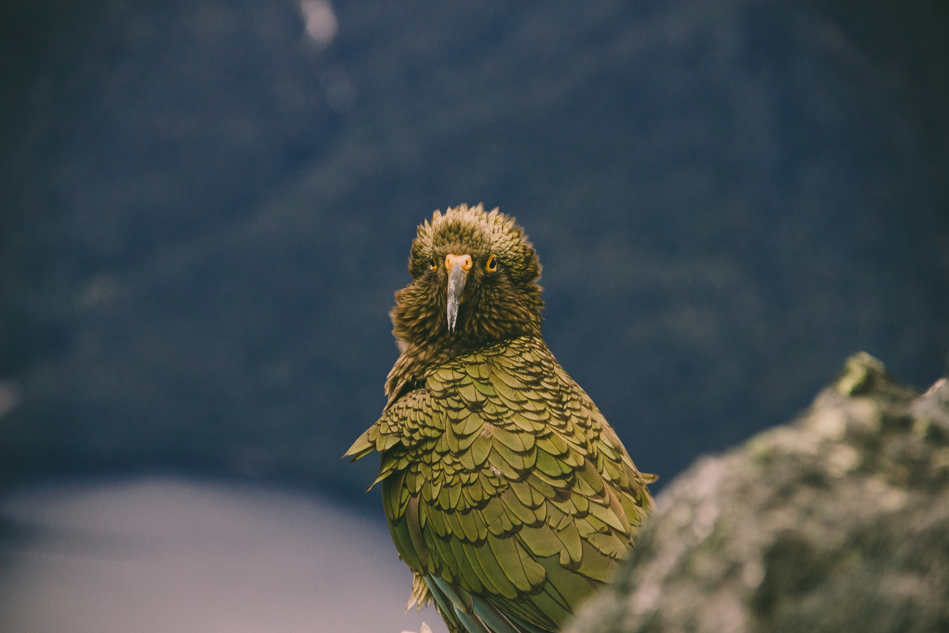 Back From Extinction – Recovered Bird Species