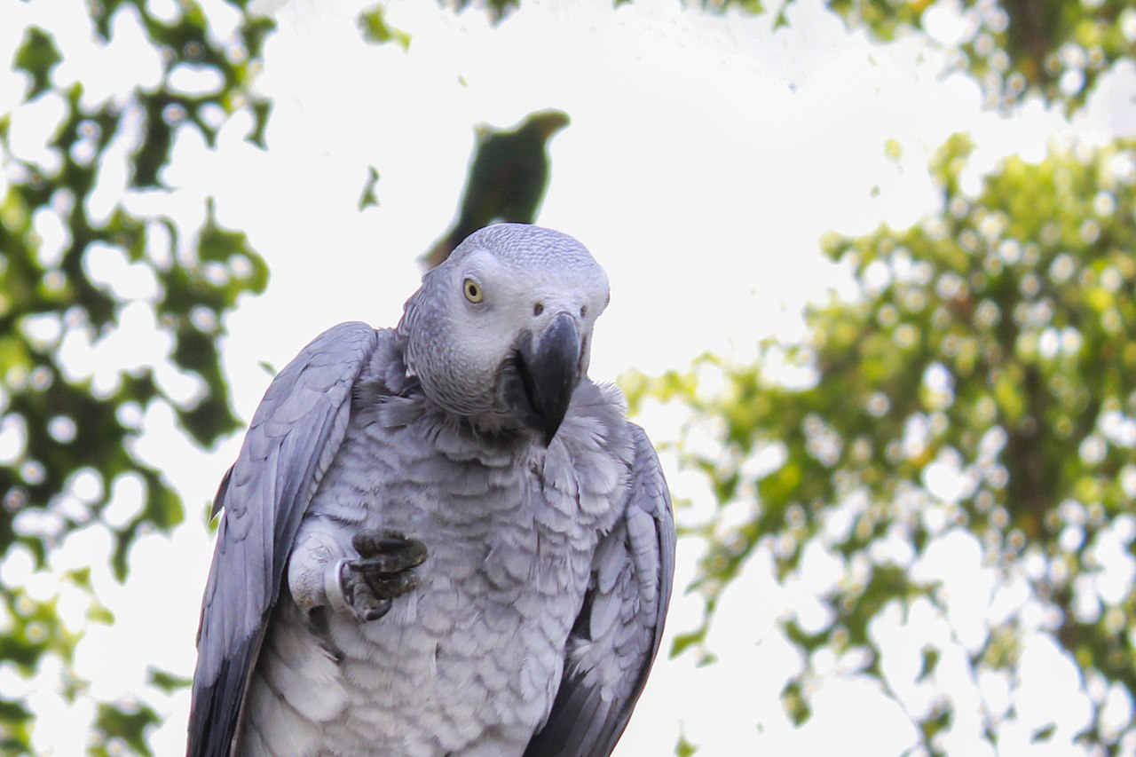Bird Life Expectancy – How Old Can They Get?