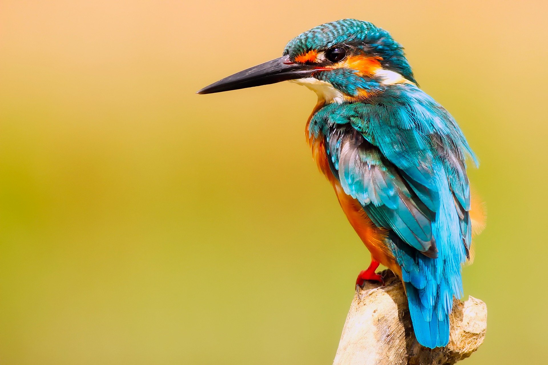 Birds of a Feather – Bird Plumage Identification and Where To Start