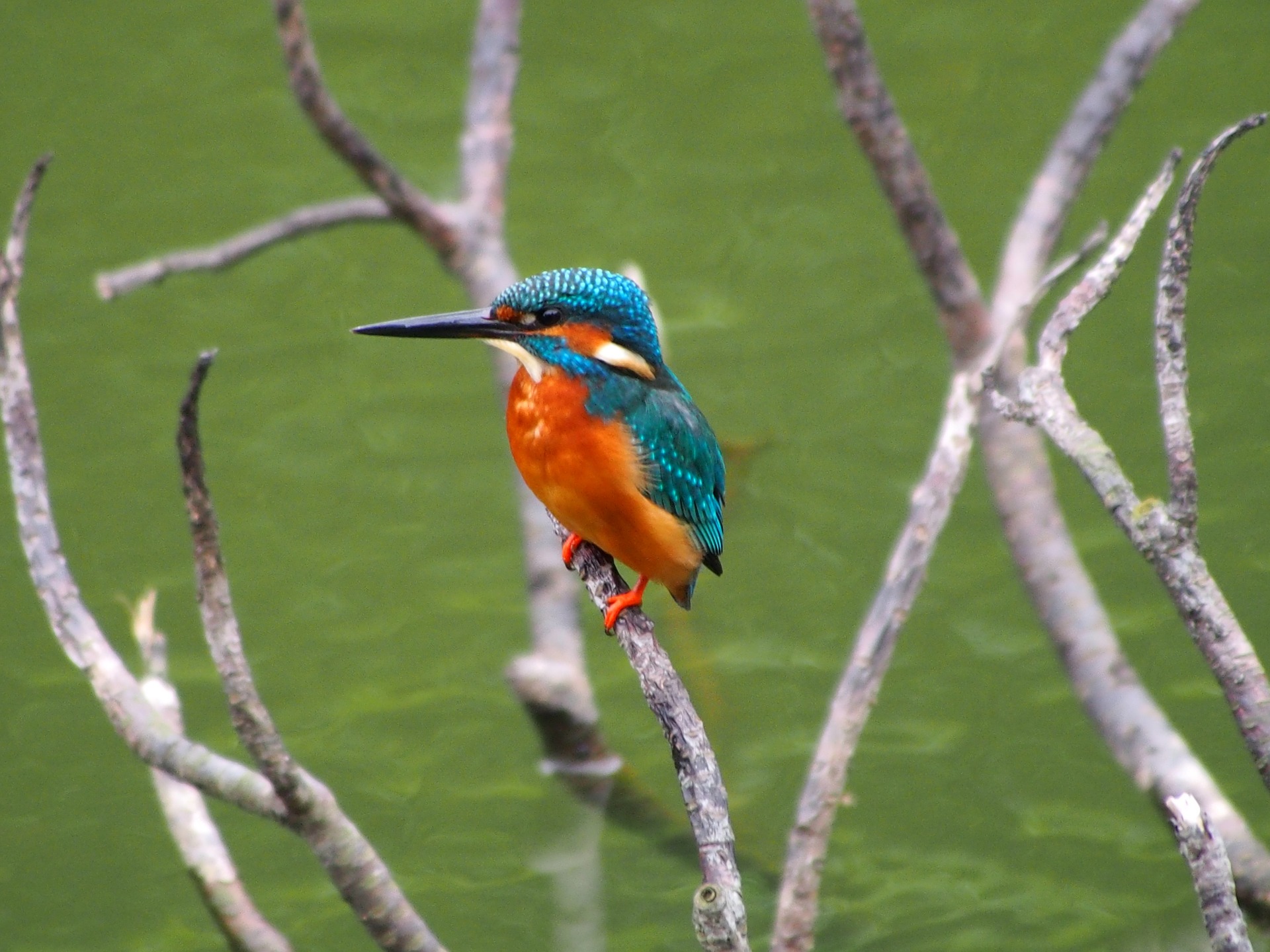 How to ID Birds Part Two - Behaviour