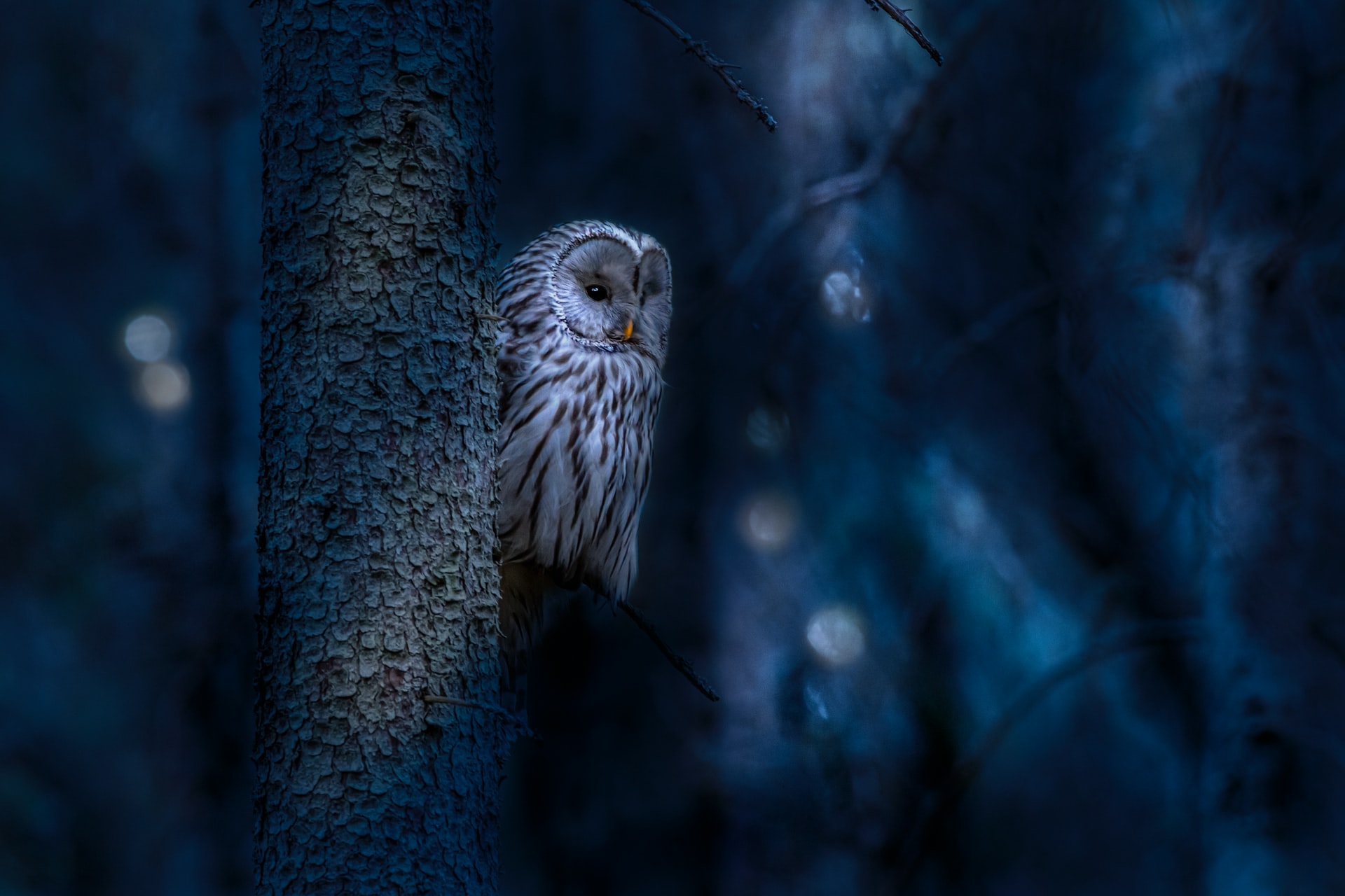Birds of the Night
