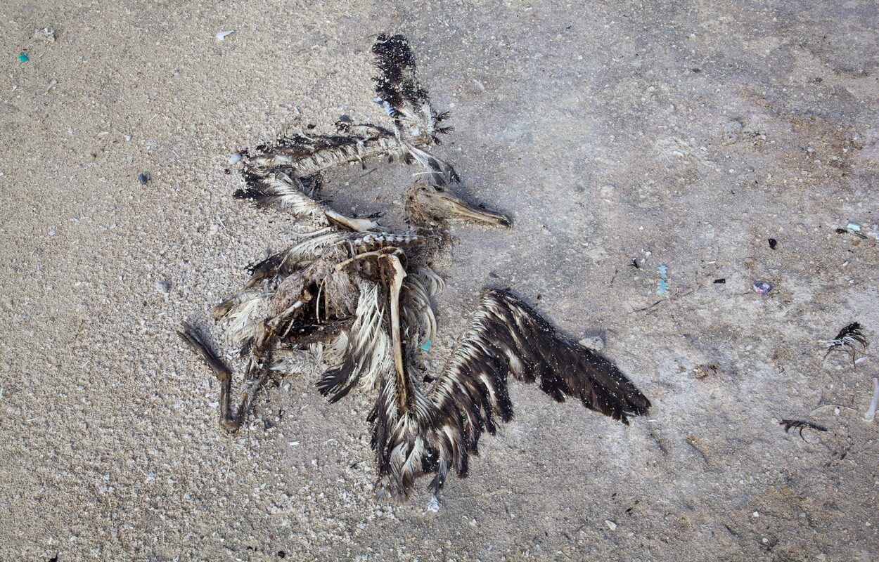 Birds In Stone