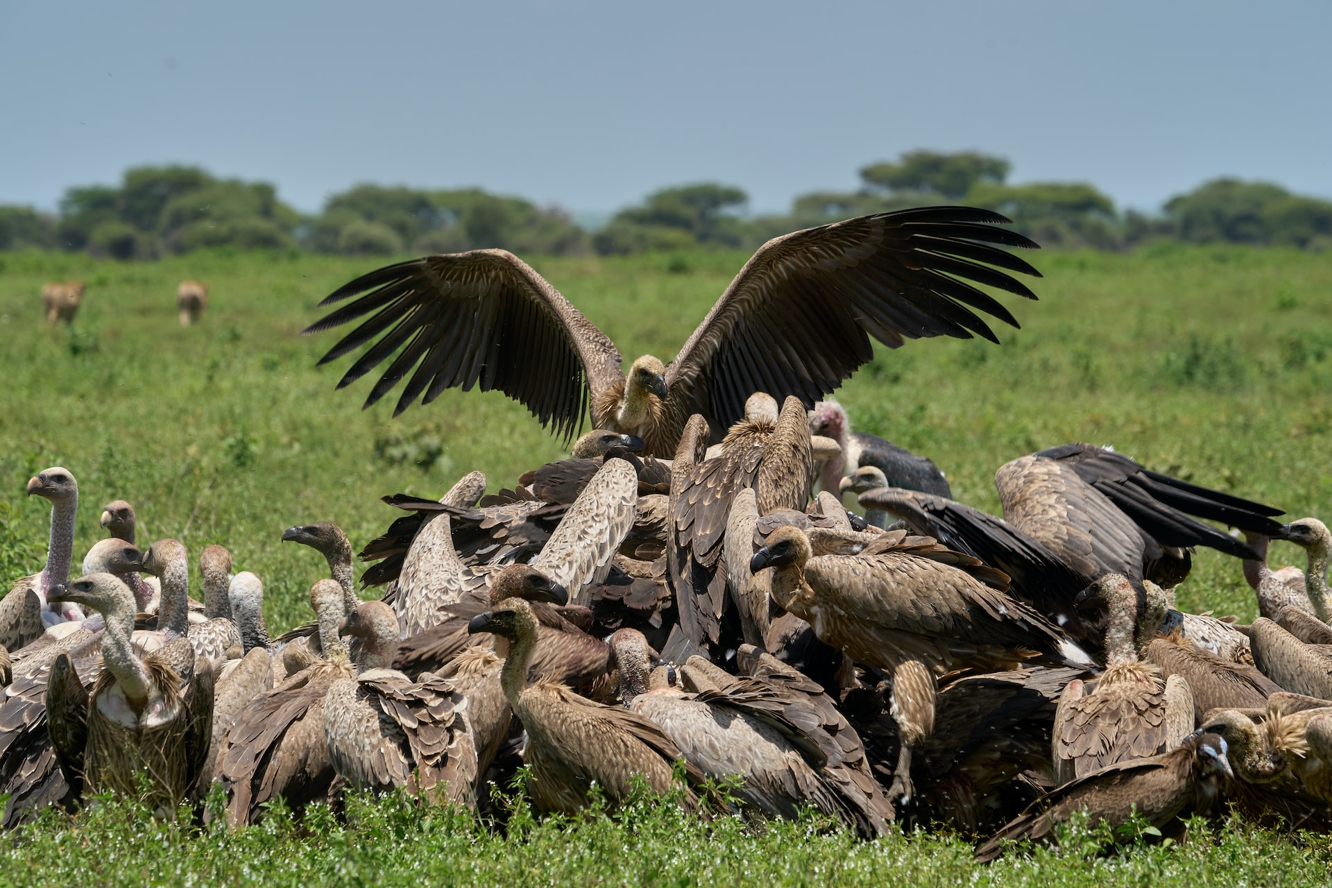 Why Are Vultures Valuable