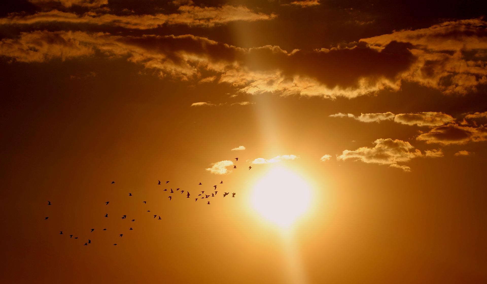 How Do Birds Keep Cool?