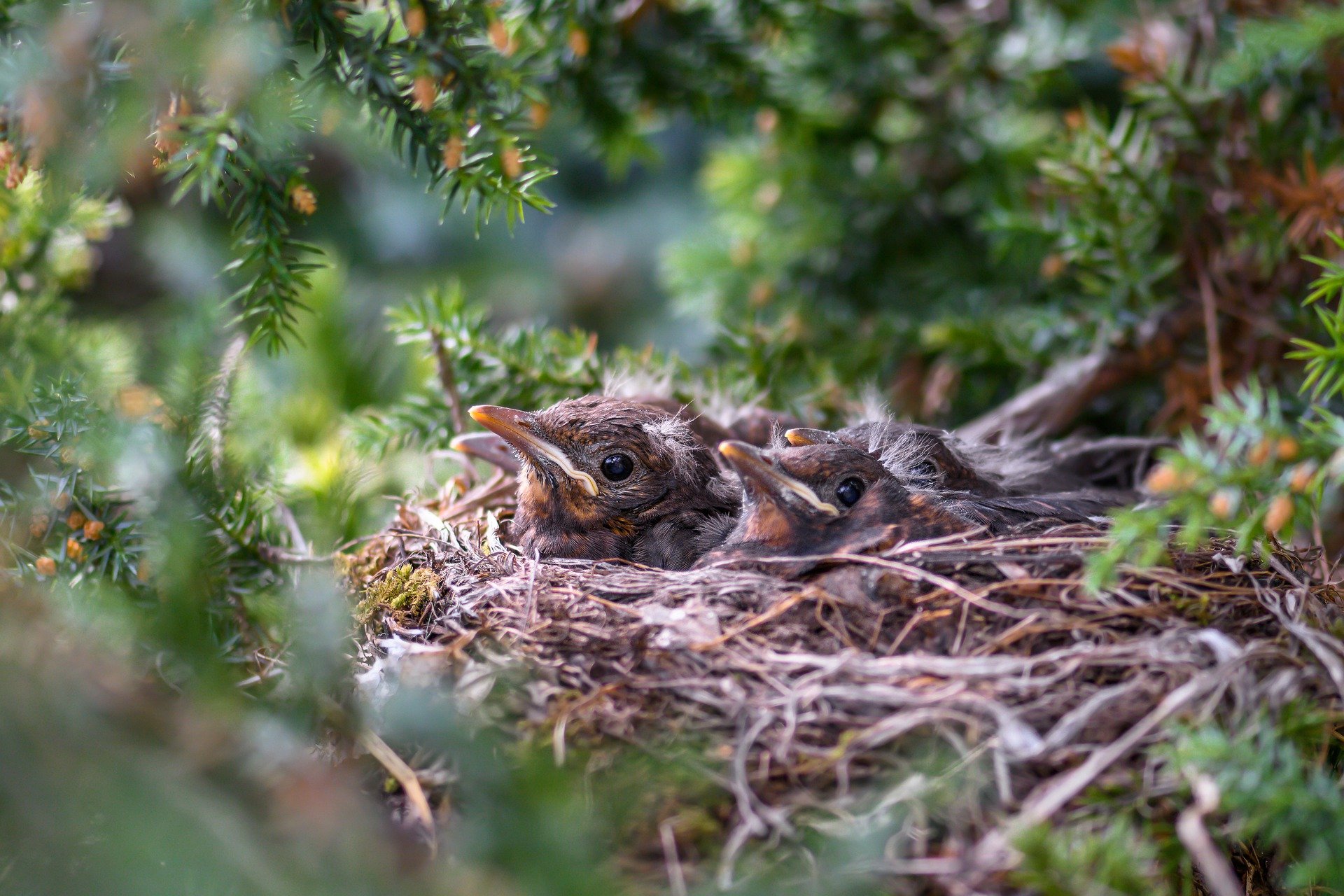 Recognize Different Types of Nests To Become A Better Birder