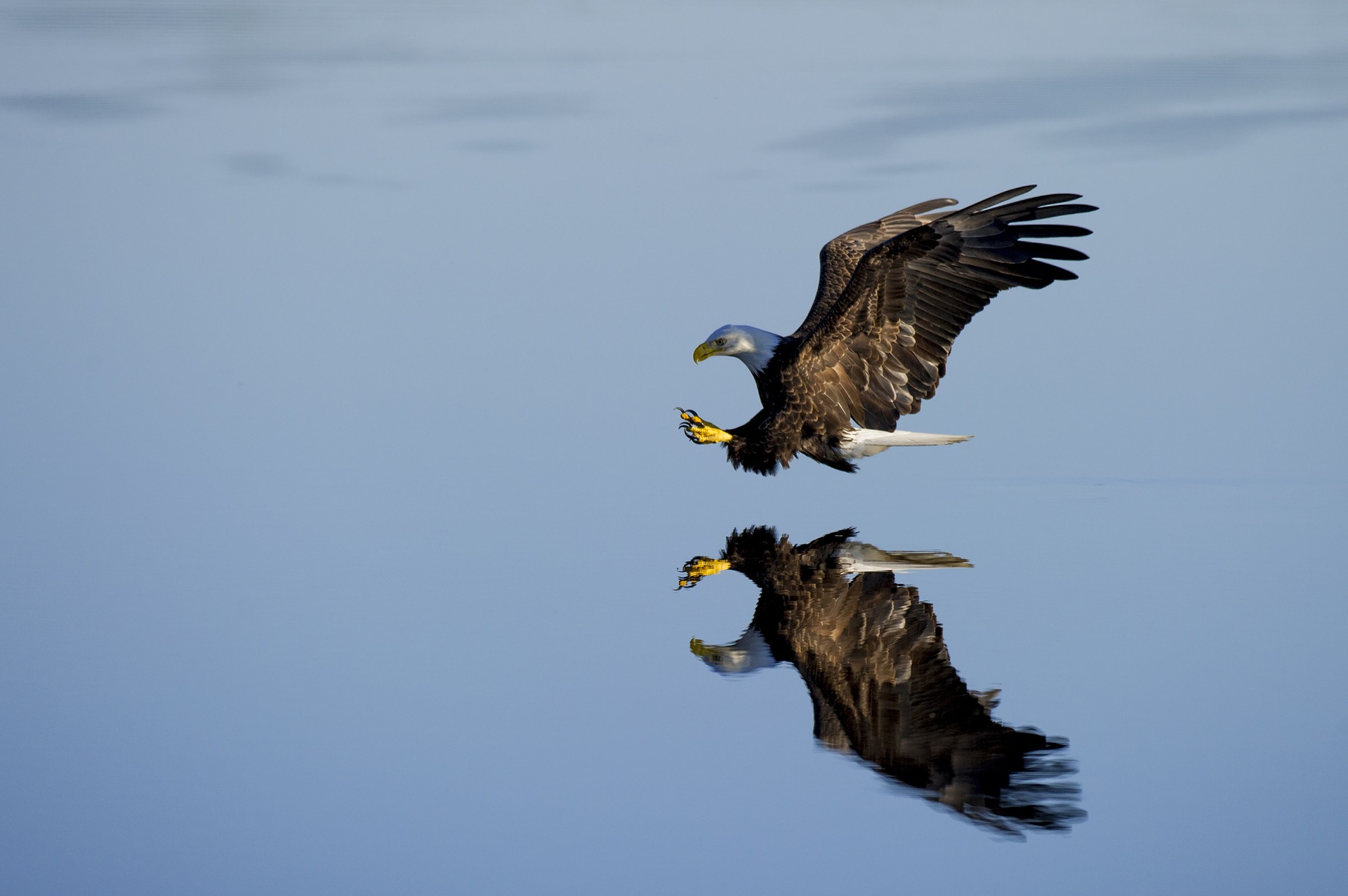 Where Eagles Dare Not Perch