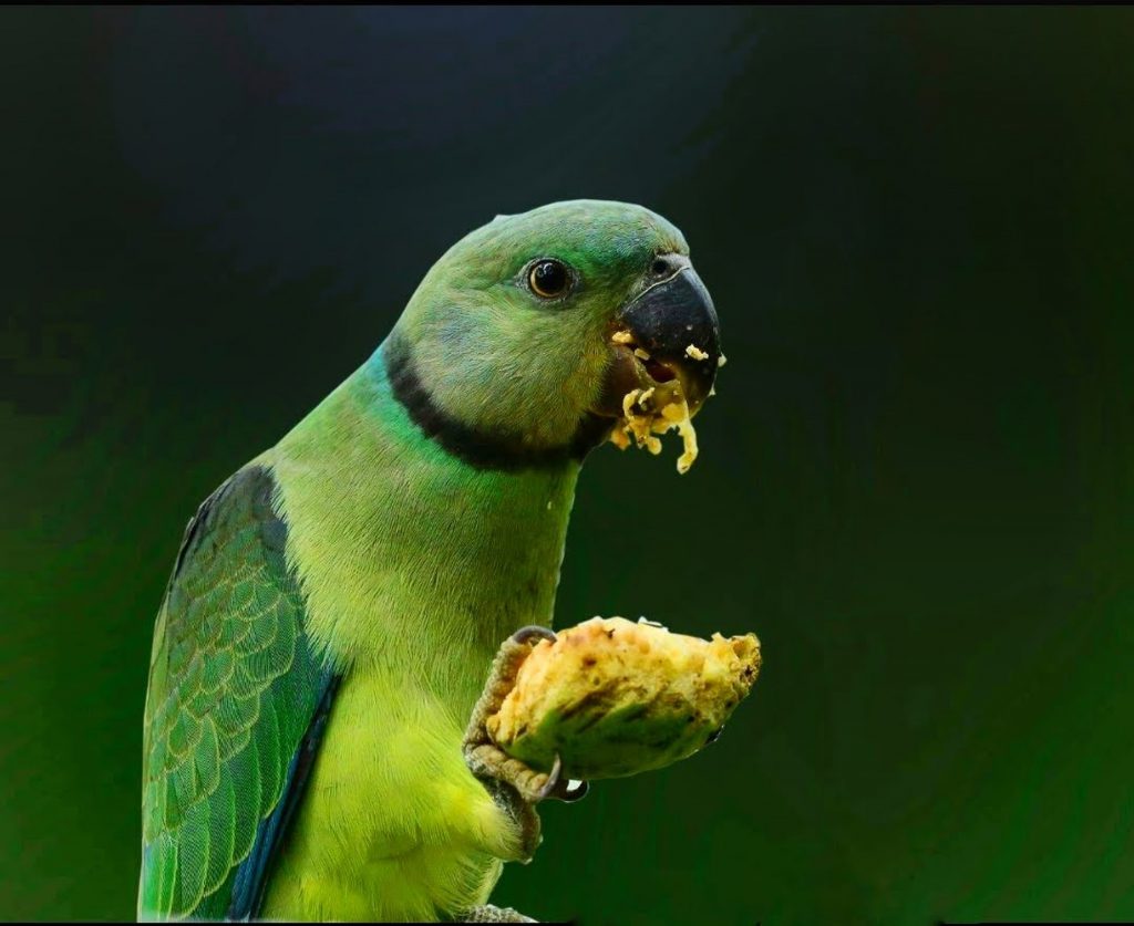 Bird Digestion – From Beak To Cloaca