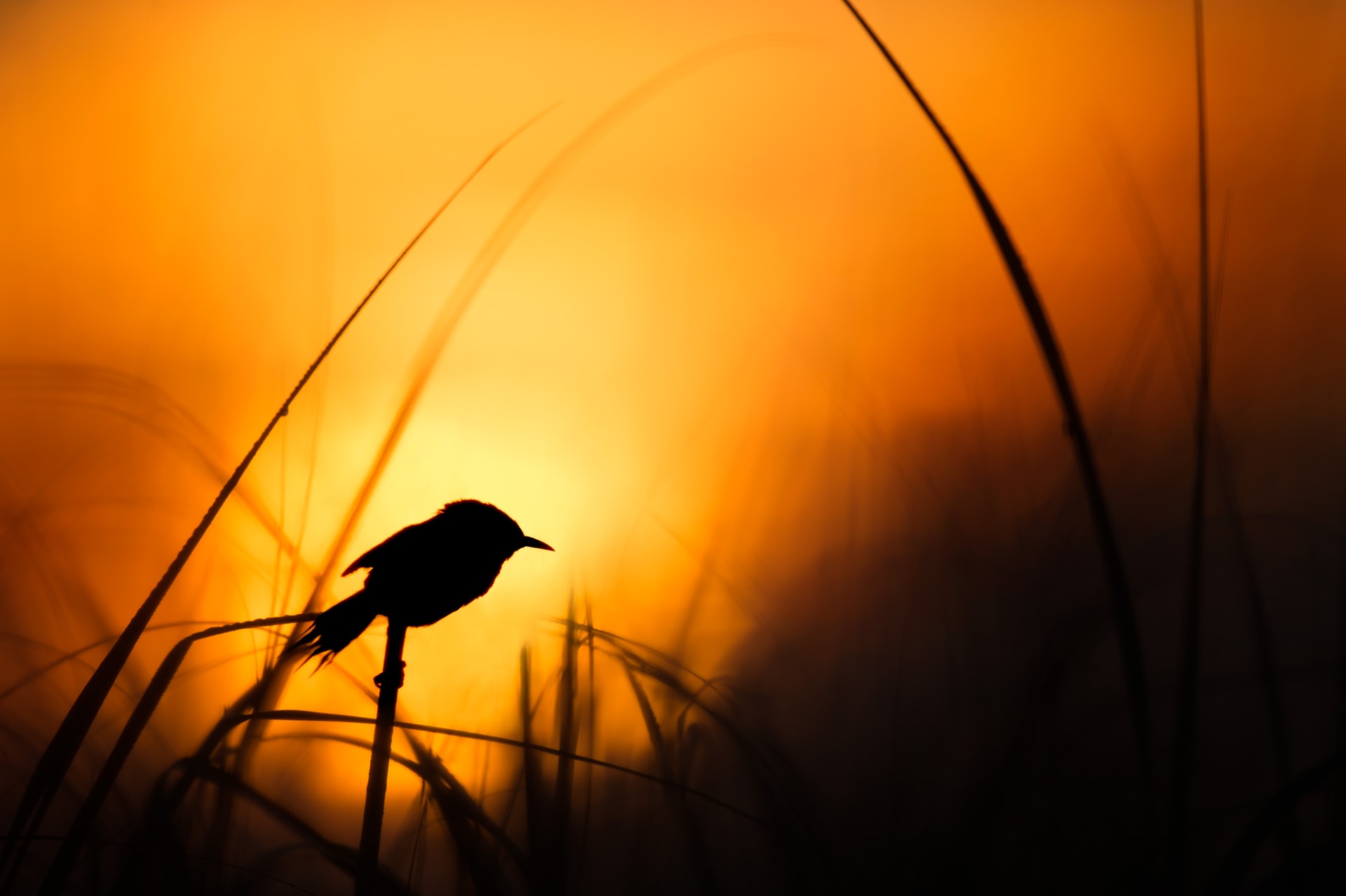 How To Identify Birds Part One - Size And Shape