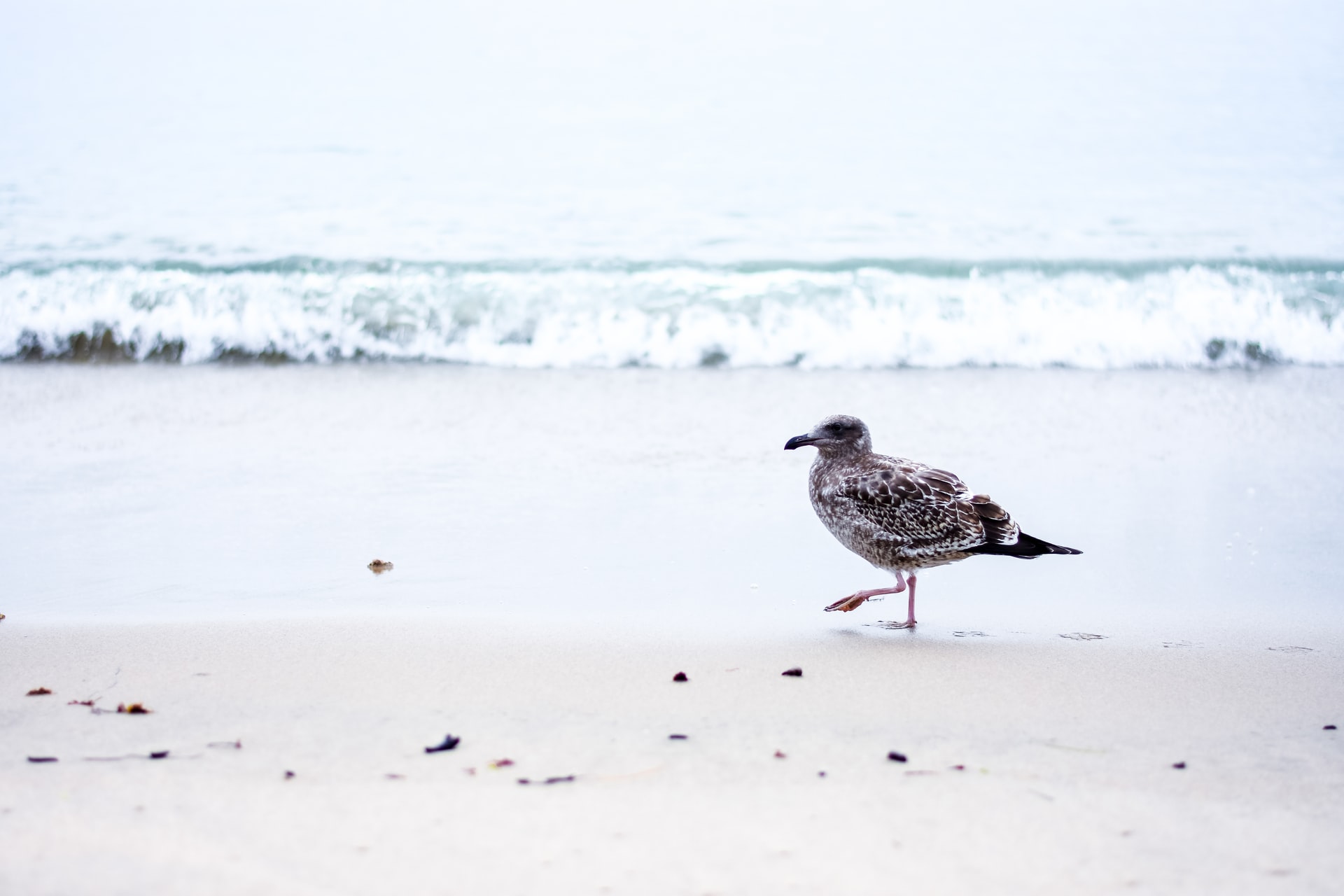 At The Water’s Edge: Shorebirds