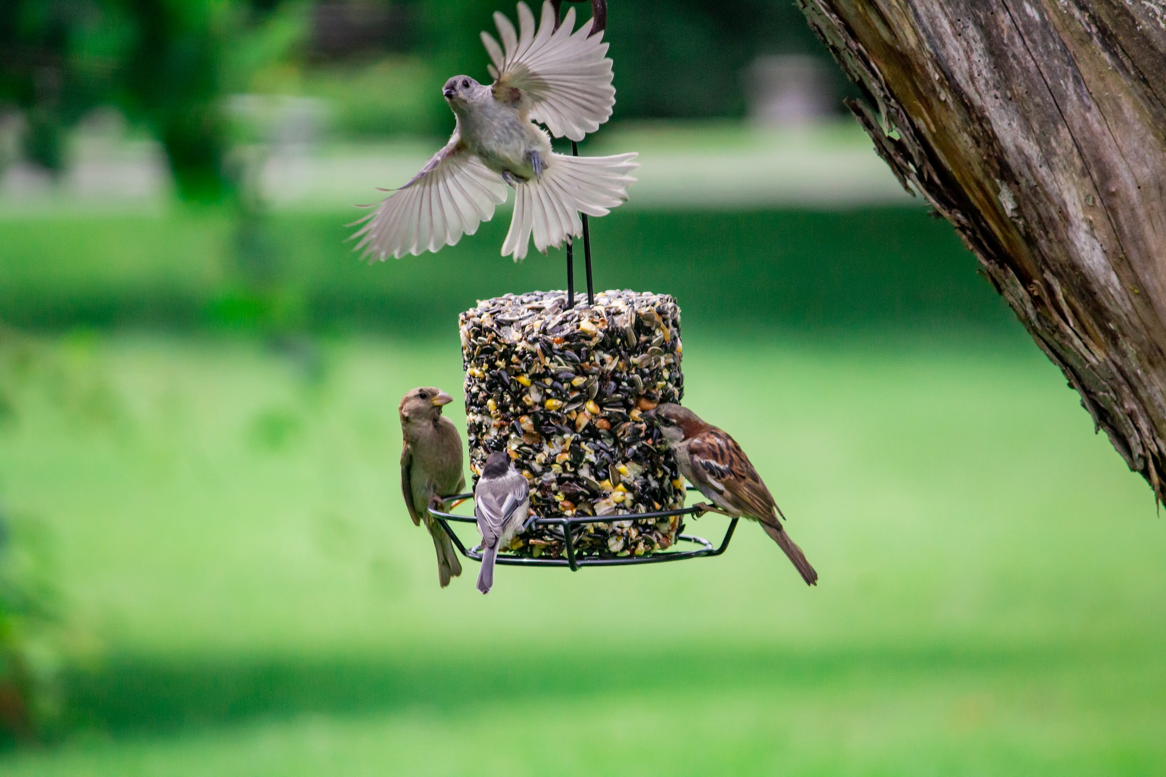 Best Bird Food in Town – What to Feed Your Garden Birds?