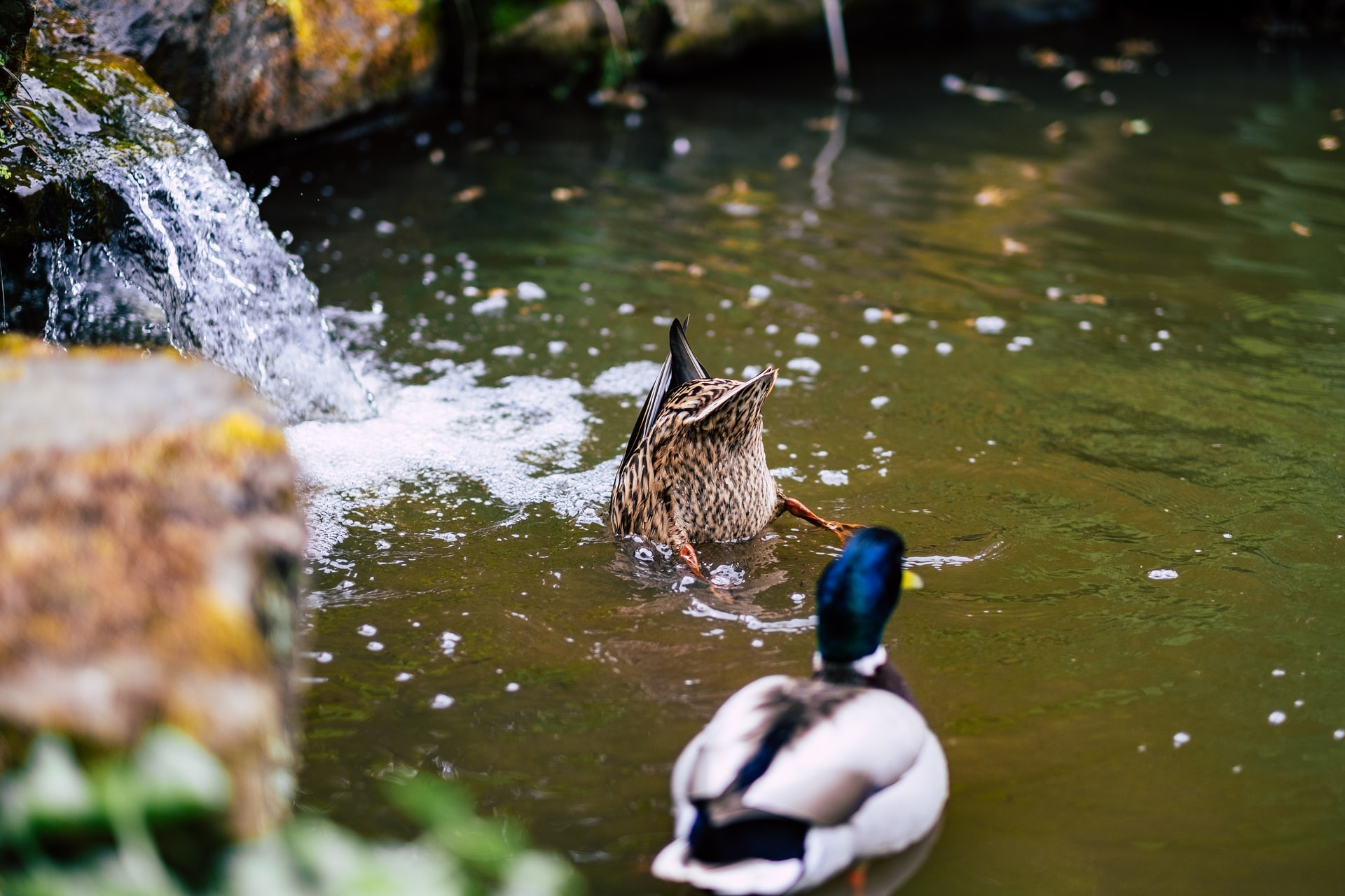 Birds Just Want to Have Fun