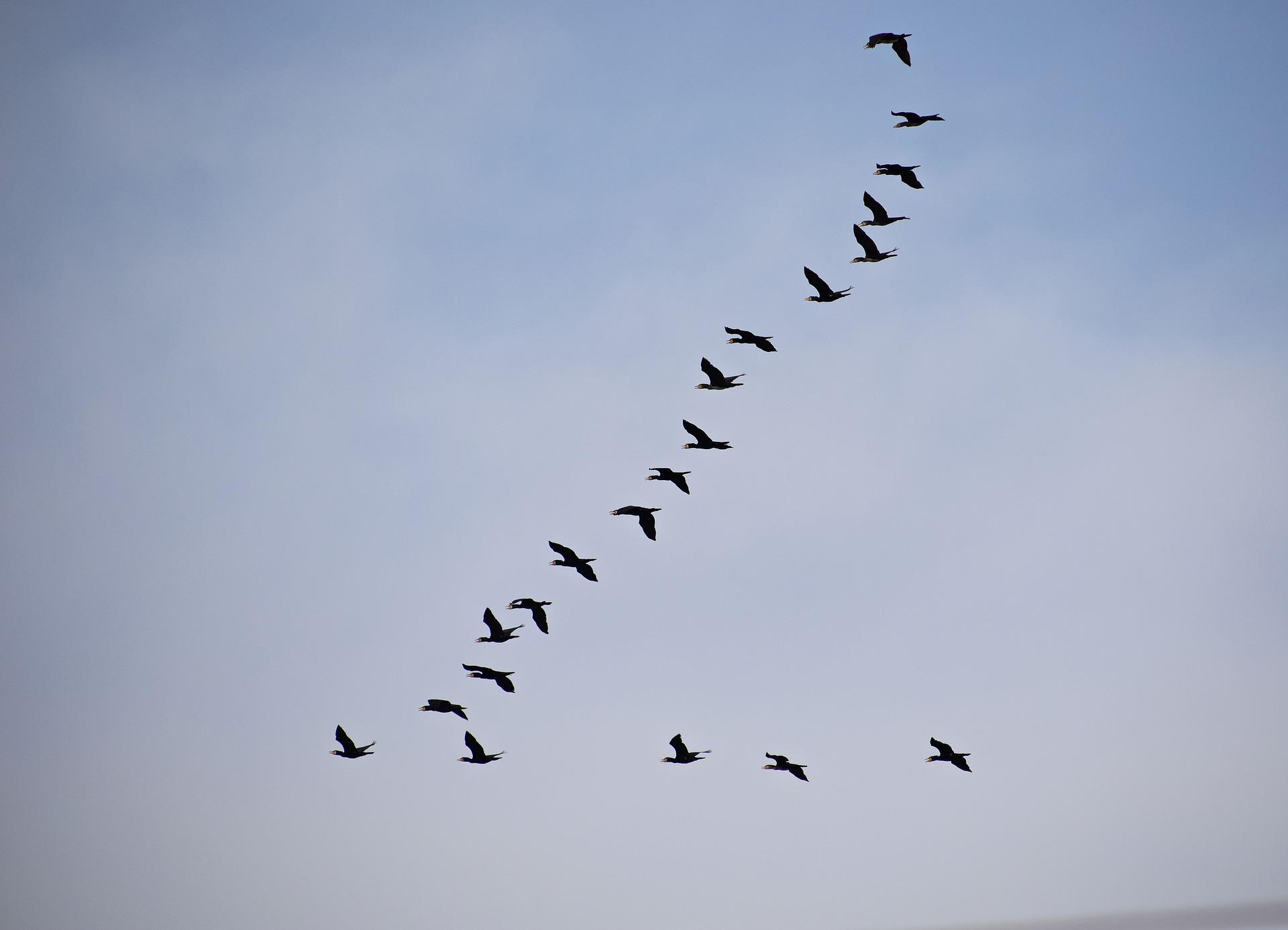 To V or not to V: Why Do Some Birds Fly In a Formation?