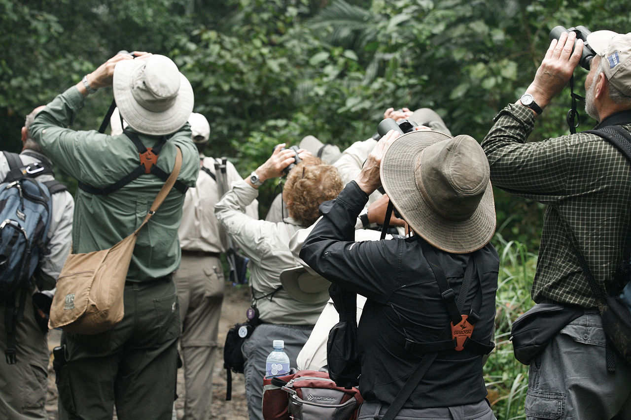 Birdwatching Tips and Terms – What To Look Out For and What To Say