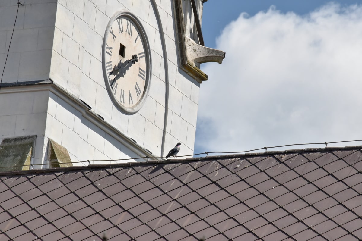 What Time Of Day Is Best For Birdwatching?