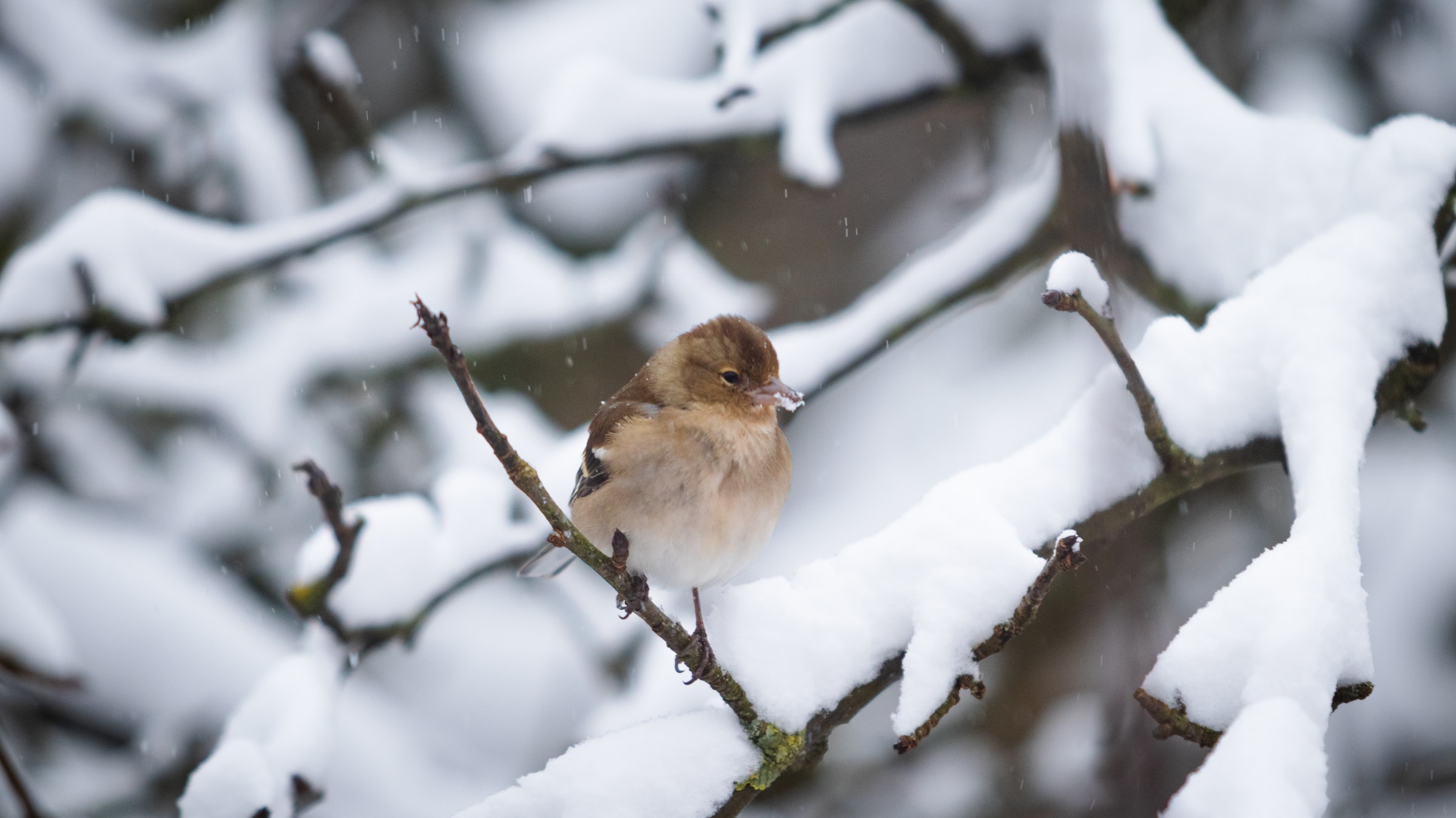 Sleeping To Survive – Birds Who Hibernate In Winter