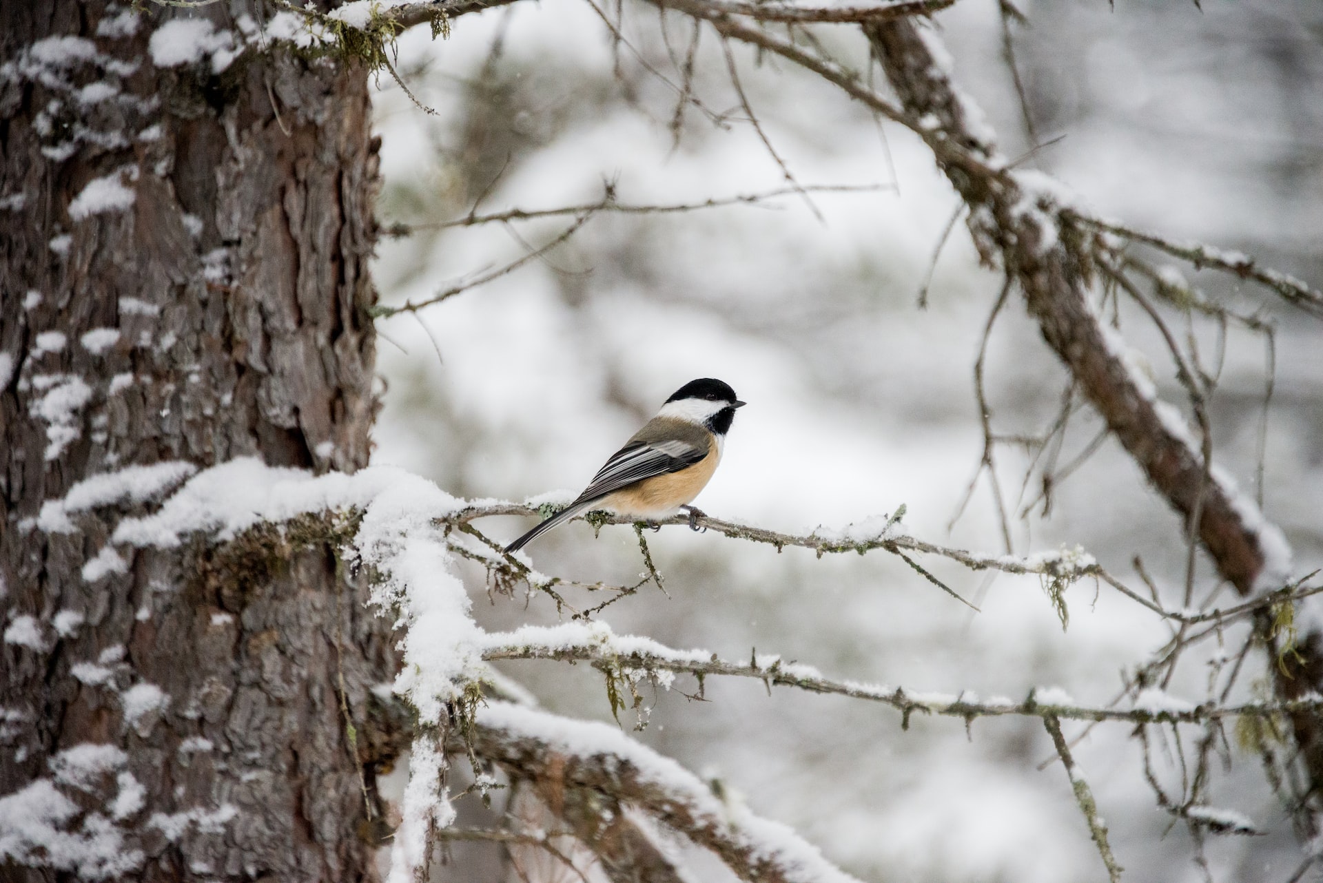 How Do Birds Survive Winter?