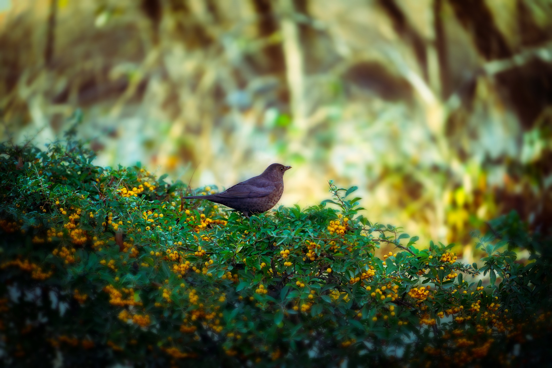 Birding For Beginners