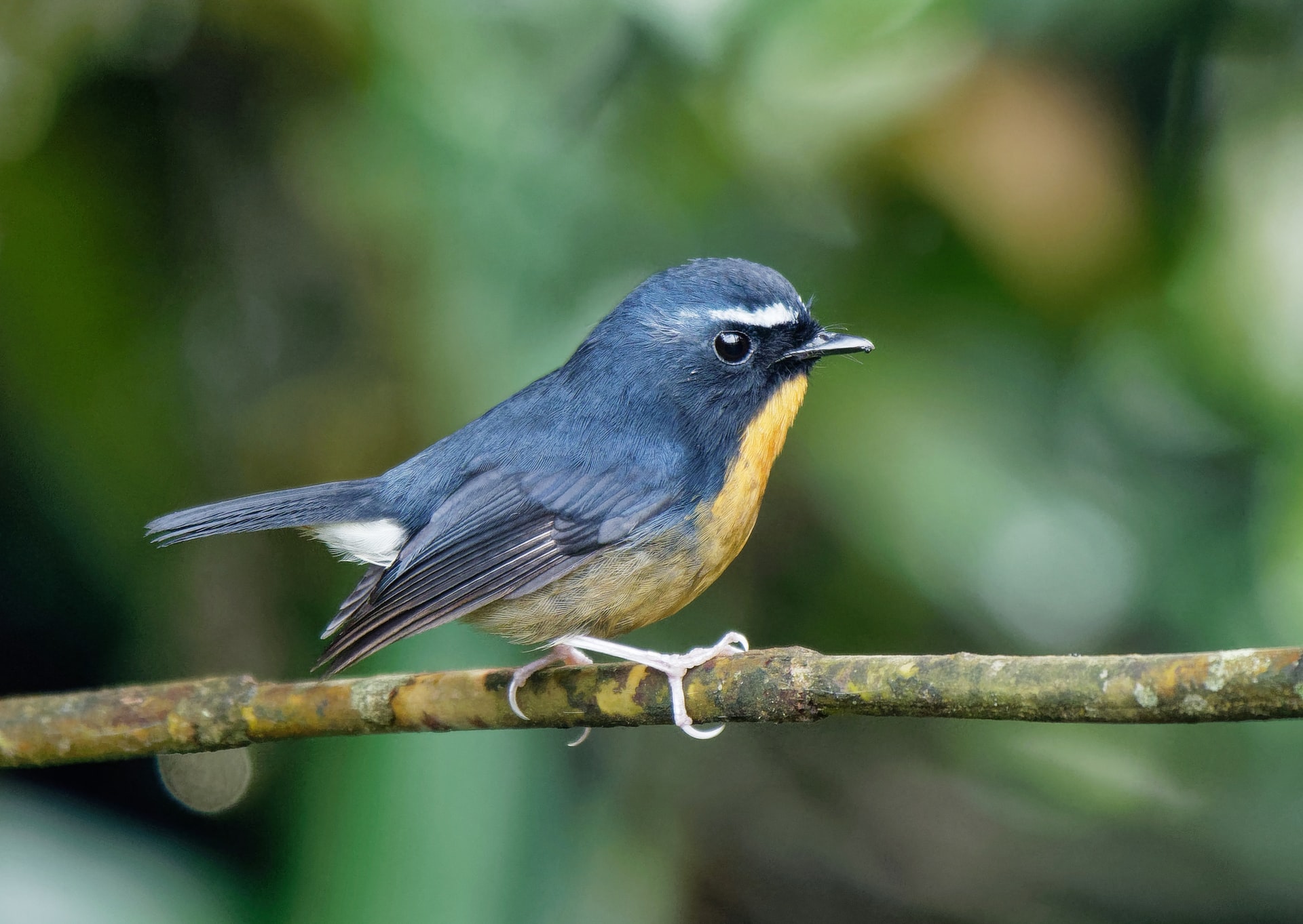 The Anthropause And The Birds