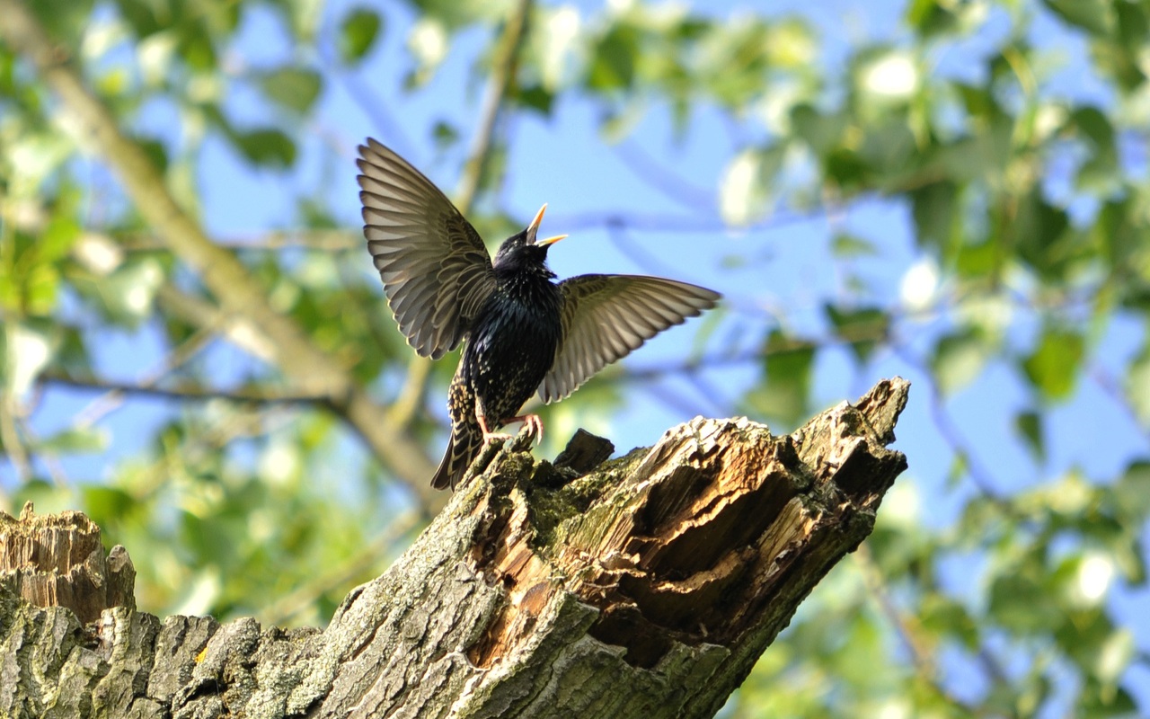 The Anthropause And The Birds