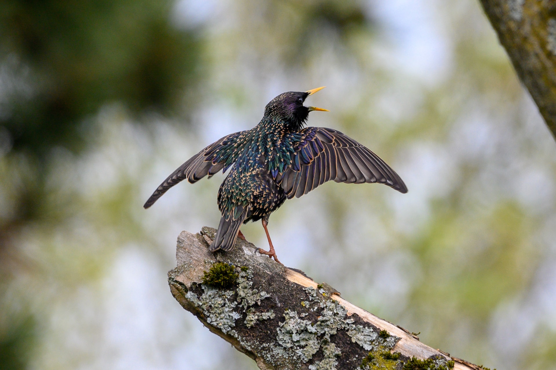 Starling Murmurations – How And Why Do They Do It?