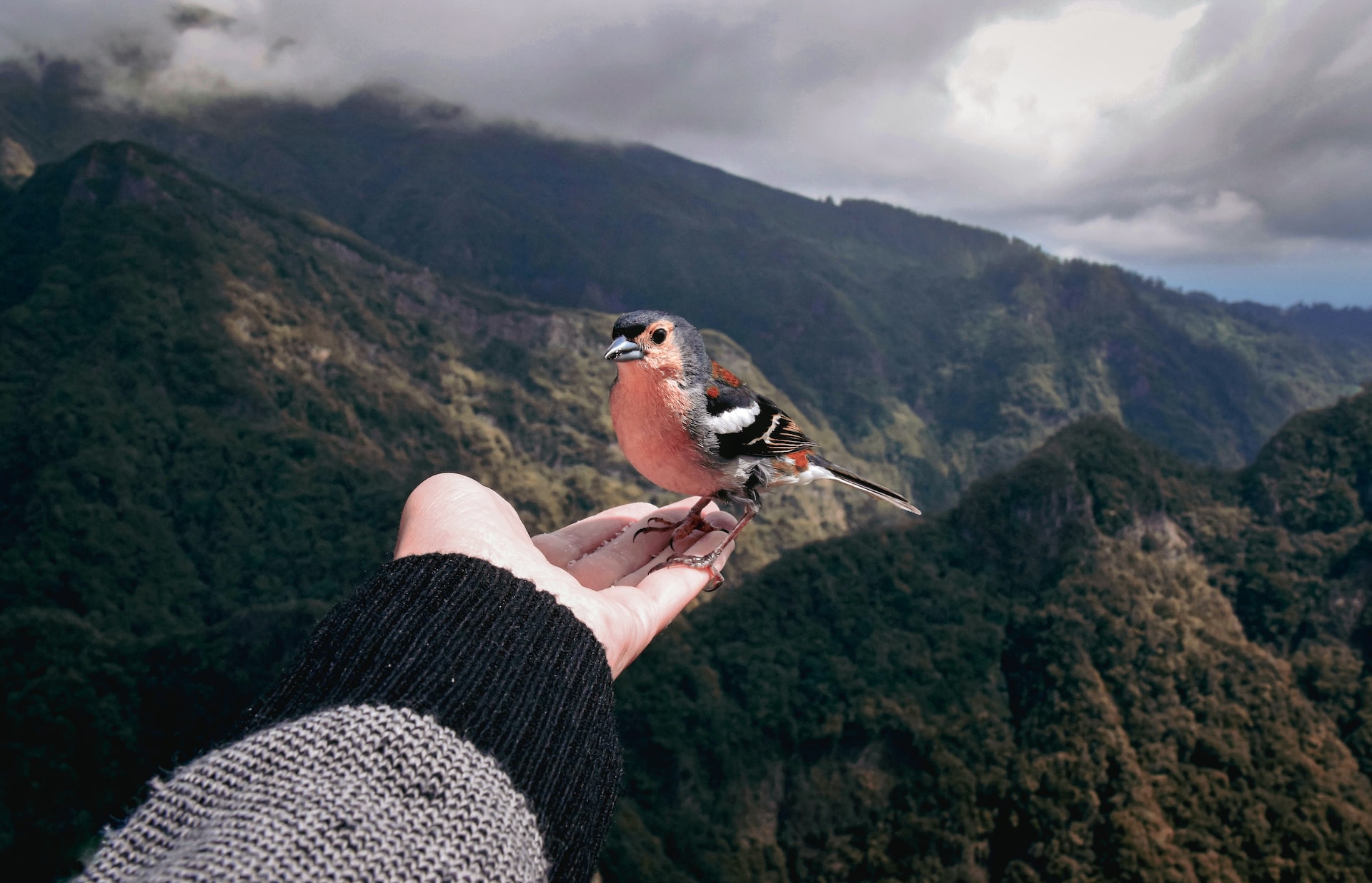 Boosting Your Health Through Birdwatching