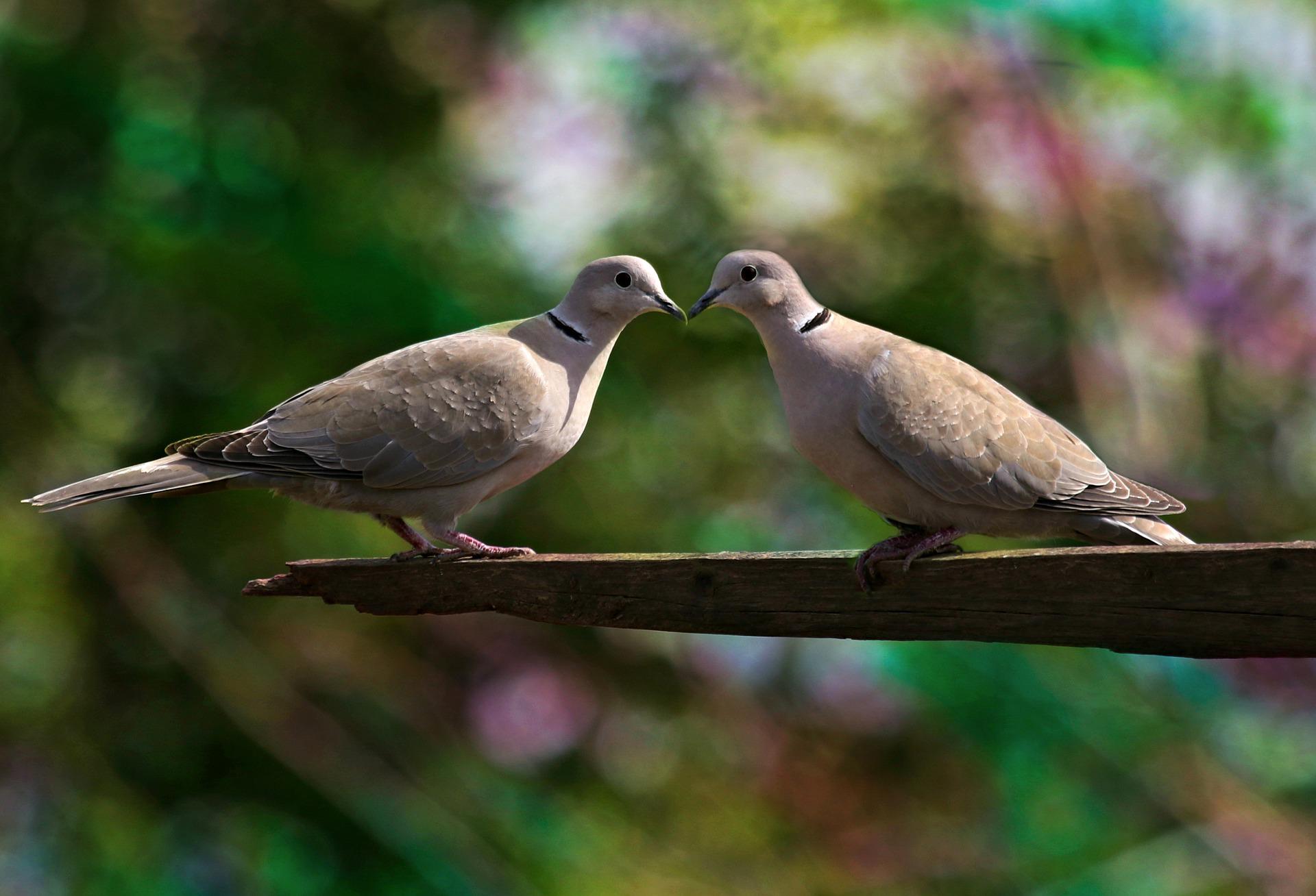 Do Birds Fall In Love?
