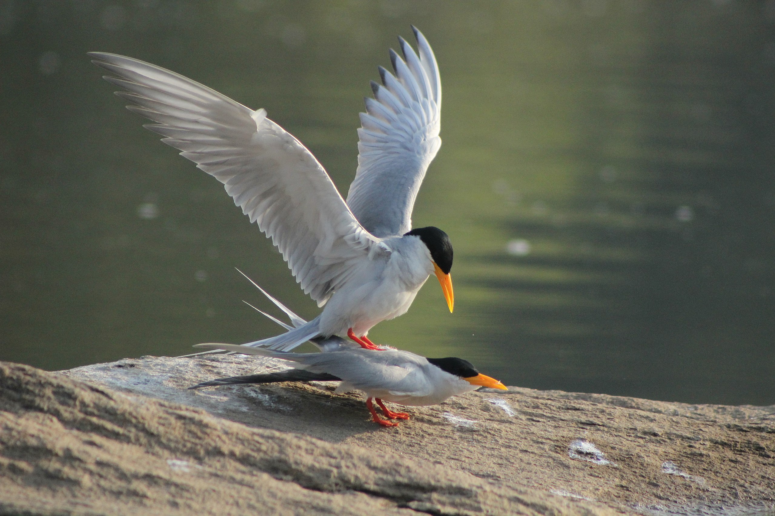 How Do Birds Mate and Reproduce?