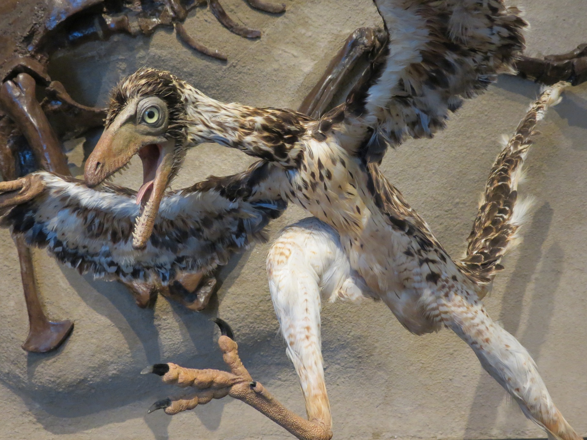 Are Birds Dinosaurs Or Members Of a Different Family? 