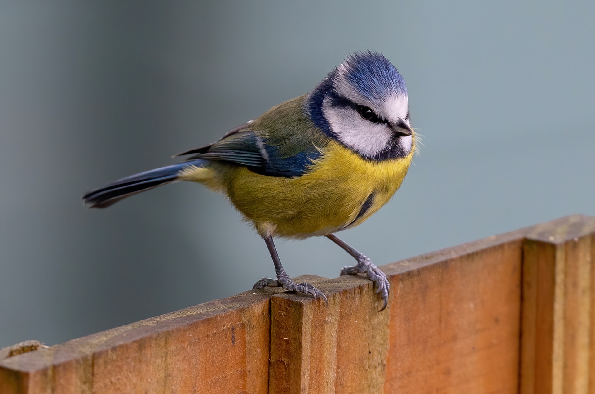 Feathered Geniuses Who Continue To Surprise Science