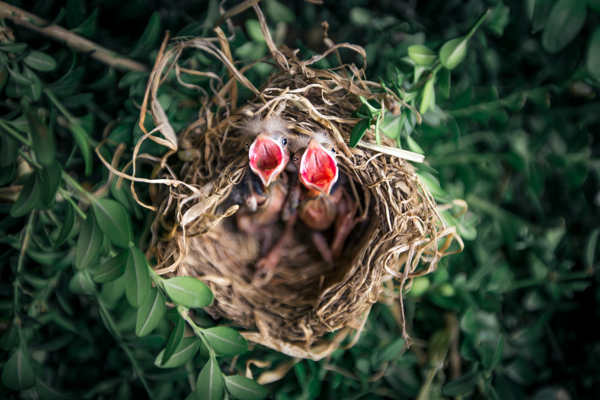 Baby Birds On The Ground – When And How To Help