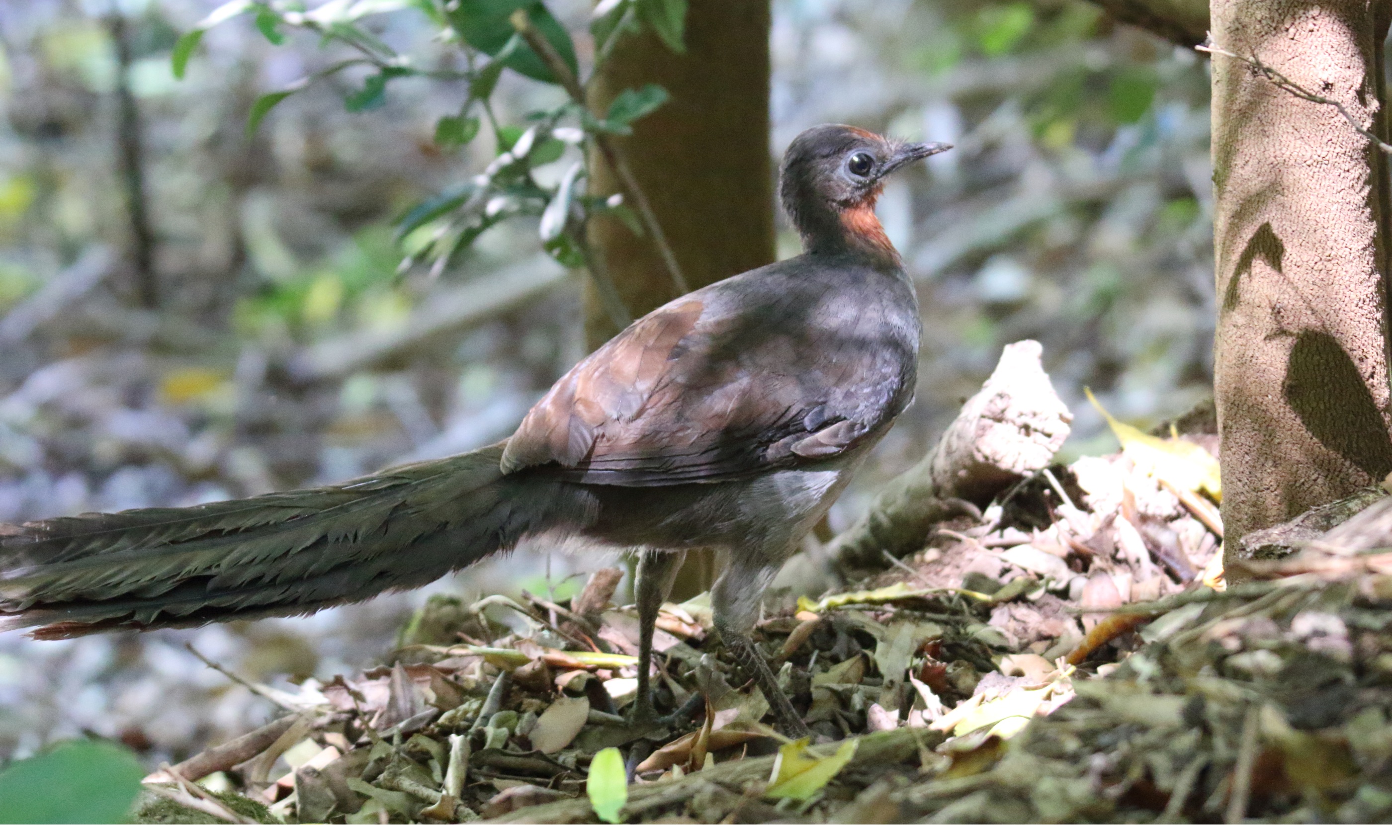 Mimic Birds Make The Best Lovers 
