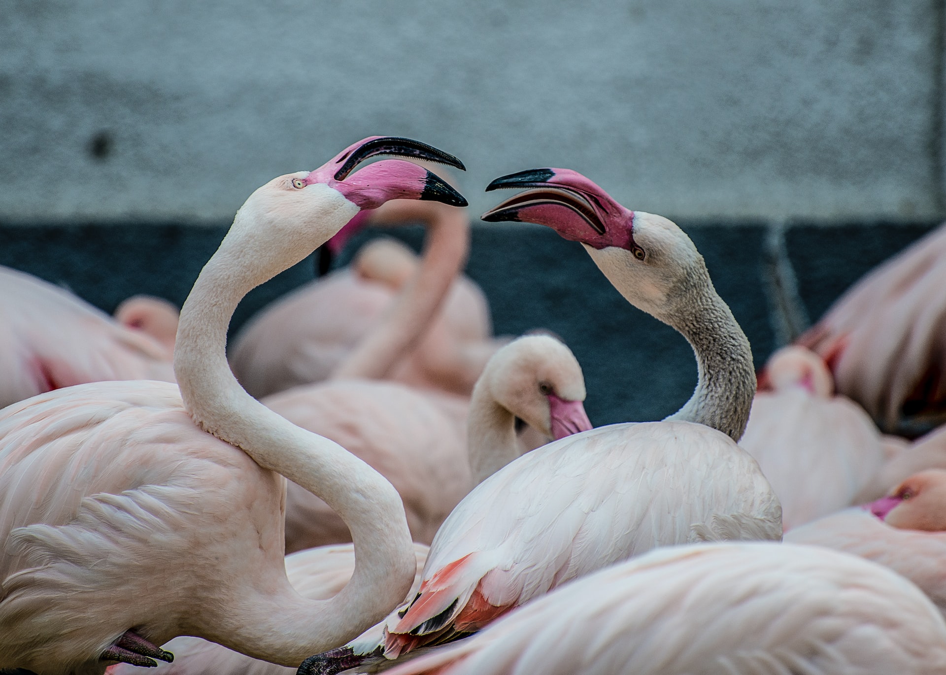 Dance Like Everyone’s Watching – Bird Courtships