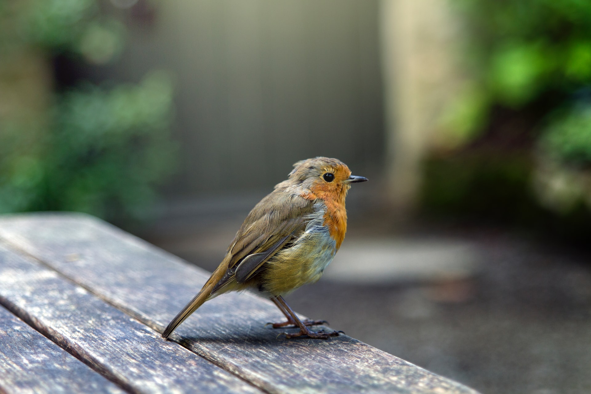 What Have The Birds Ever Done For Us?