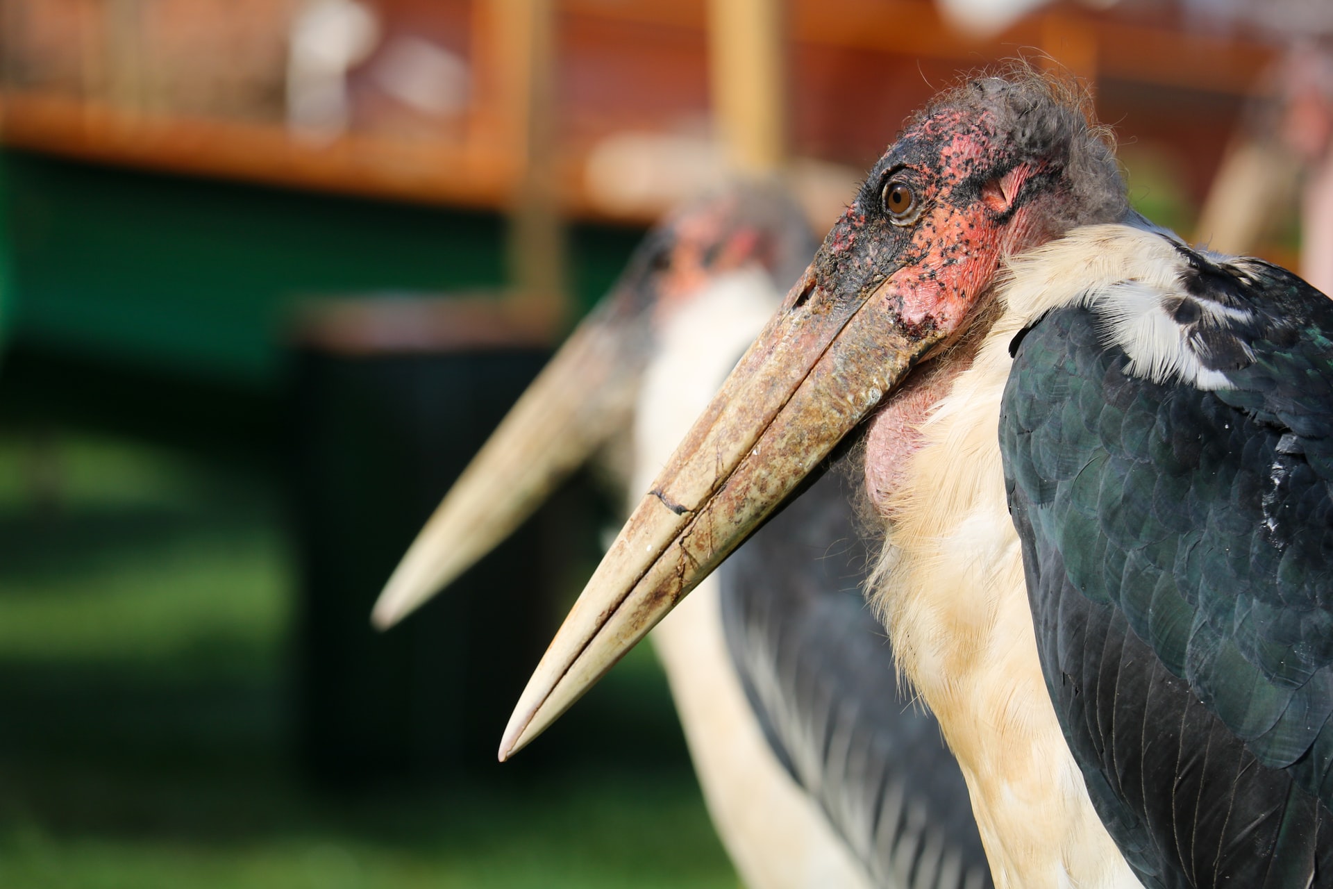 What Is That? Birds You Maybe Didn’t (Want To) Know Existed