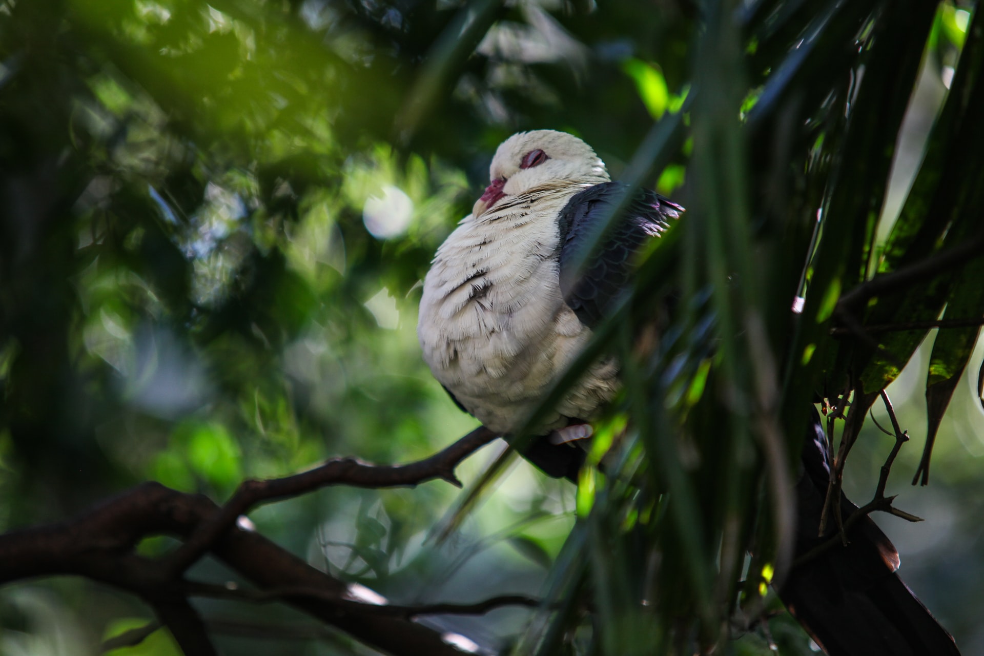 How Do Birds Sleep At Night and Where Do They Go?