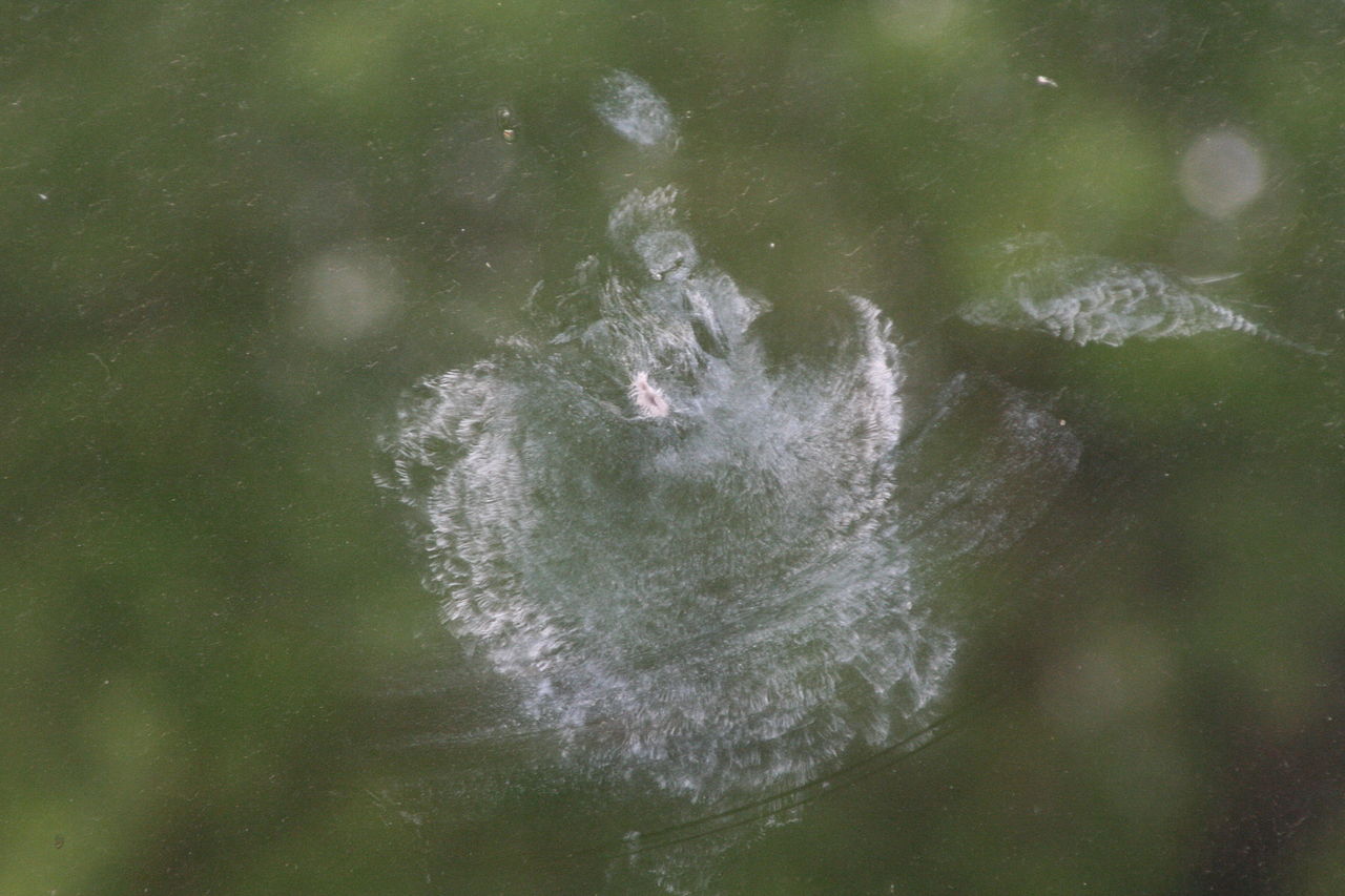 Window Strikes: Why They Happen and What We Can Do To Stop Them