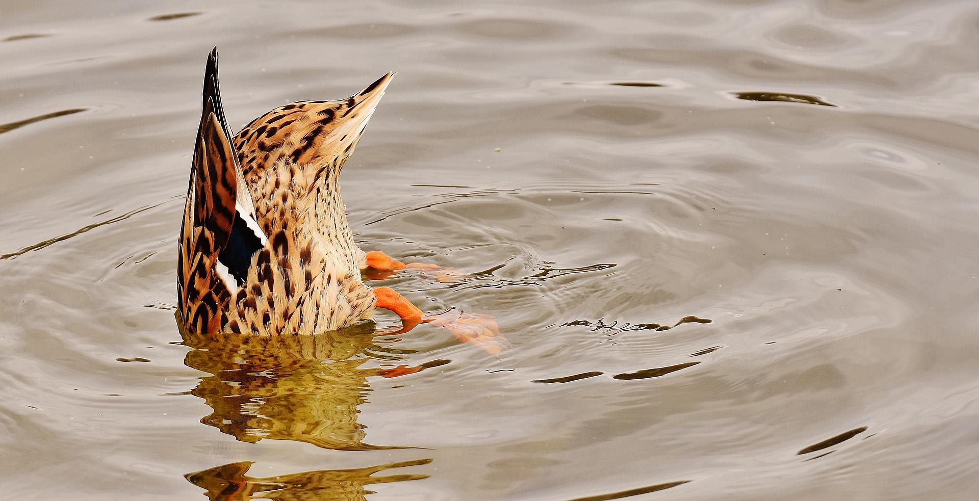 Happiness And Birdwatching – Are The Two Connected?