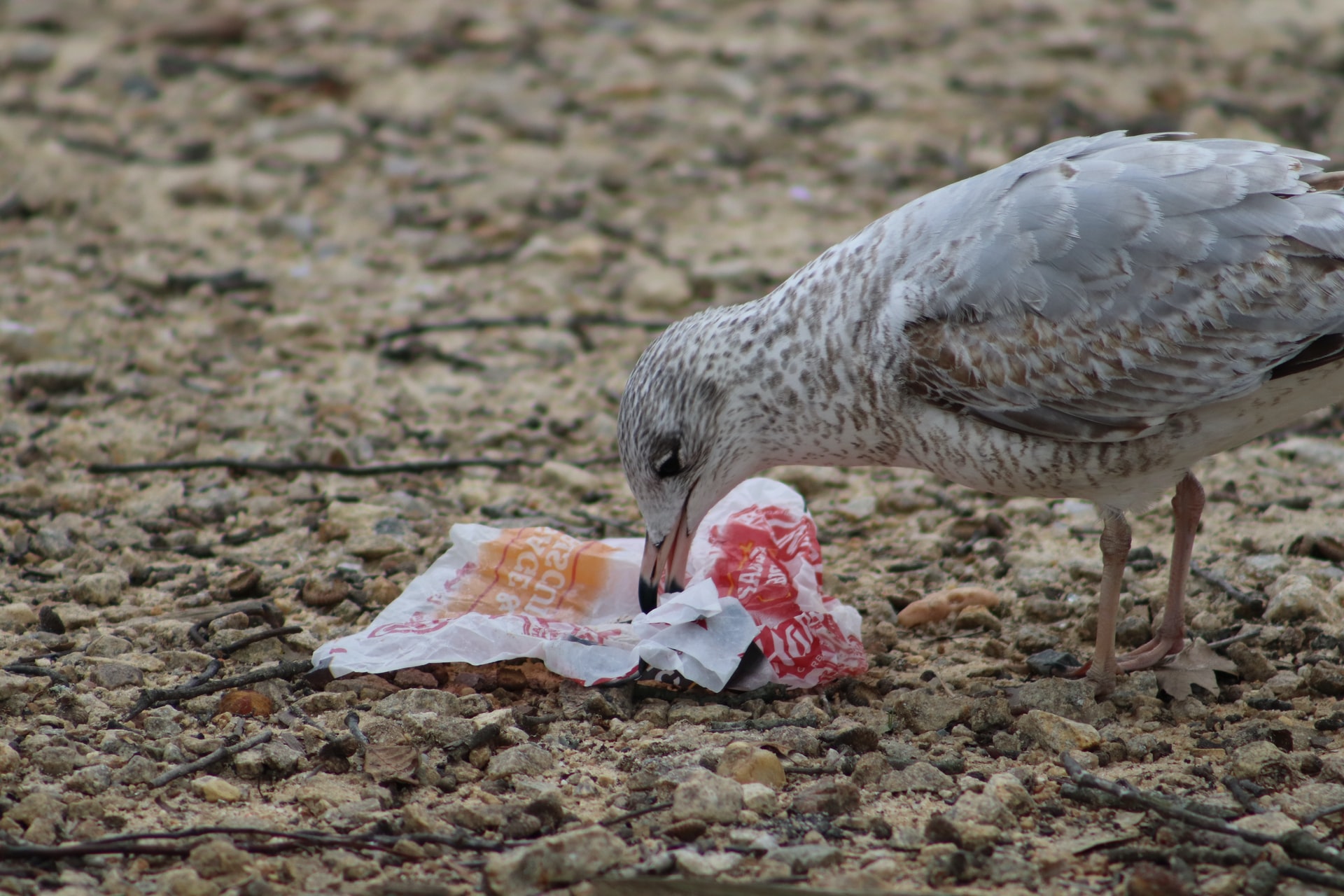 Can We Learn To Love The Bad Guys Of The Bird World?