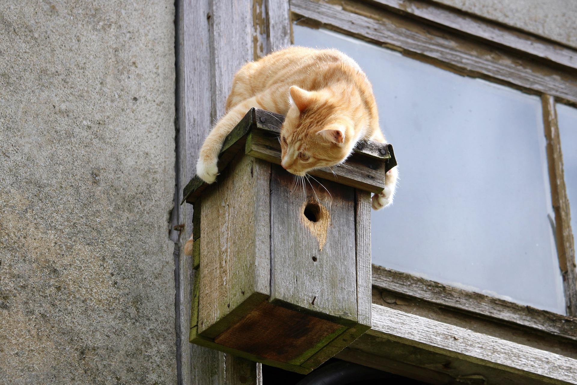 Do Cats Harm Bird Populations?